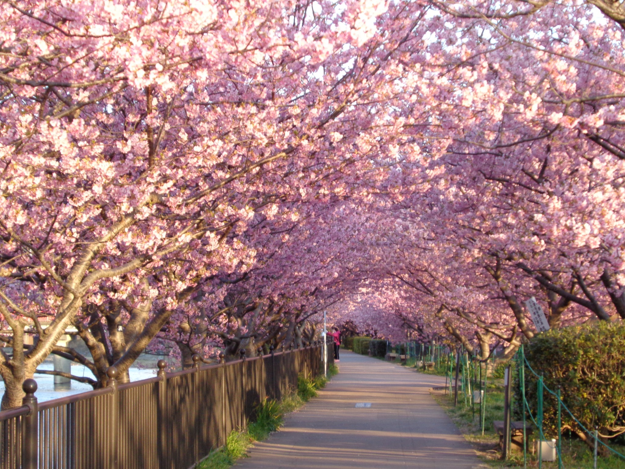 河津桜のトンネル
