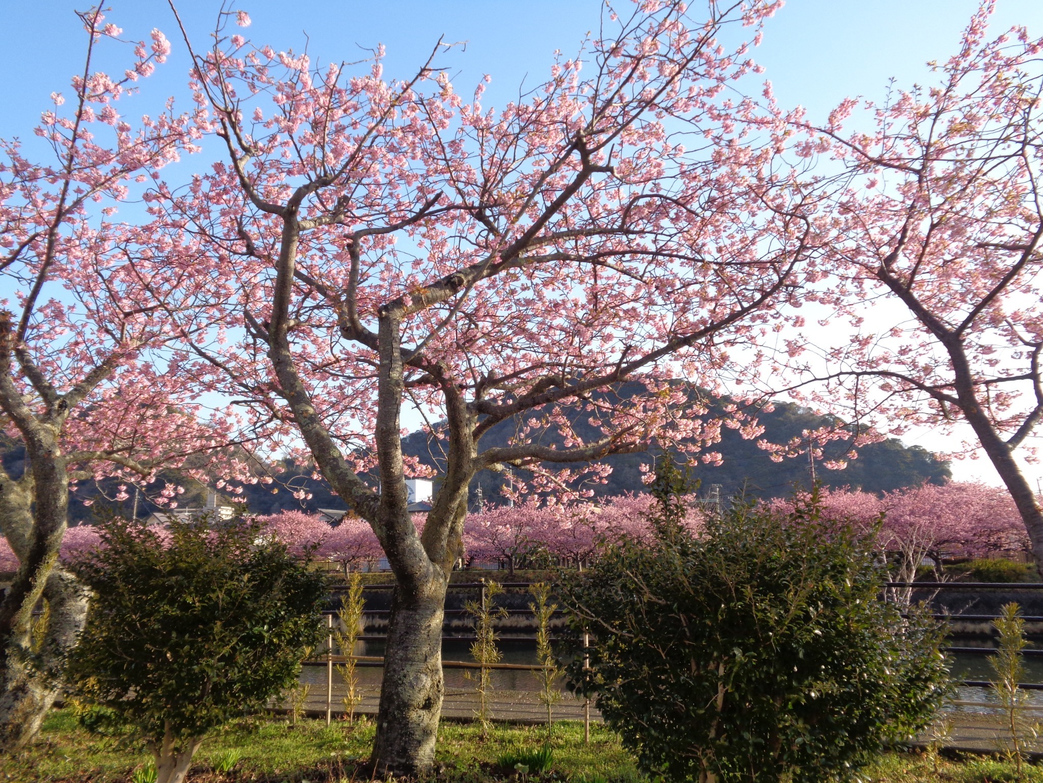 お部屋でゆっくりお花見。