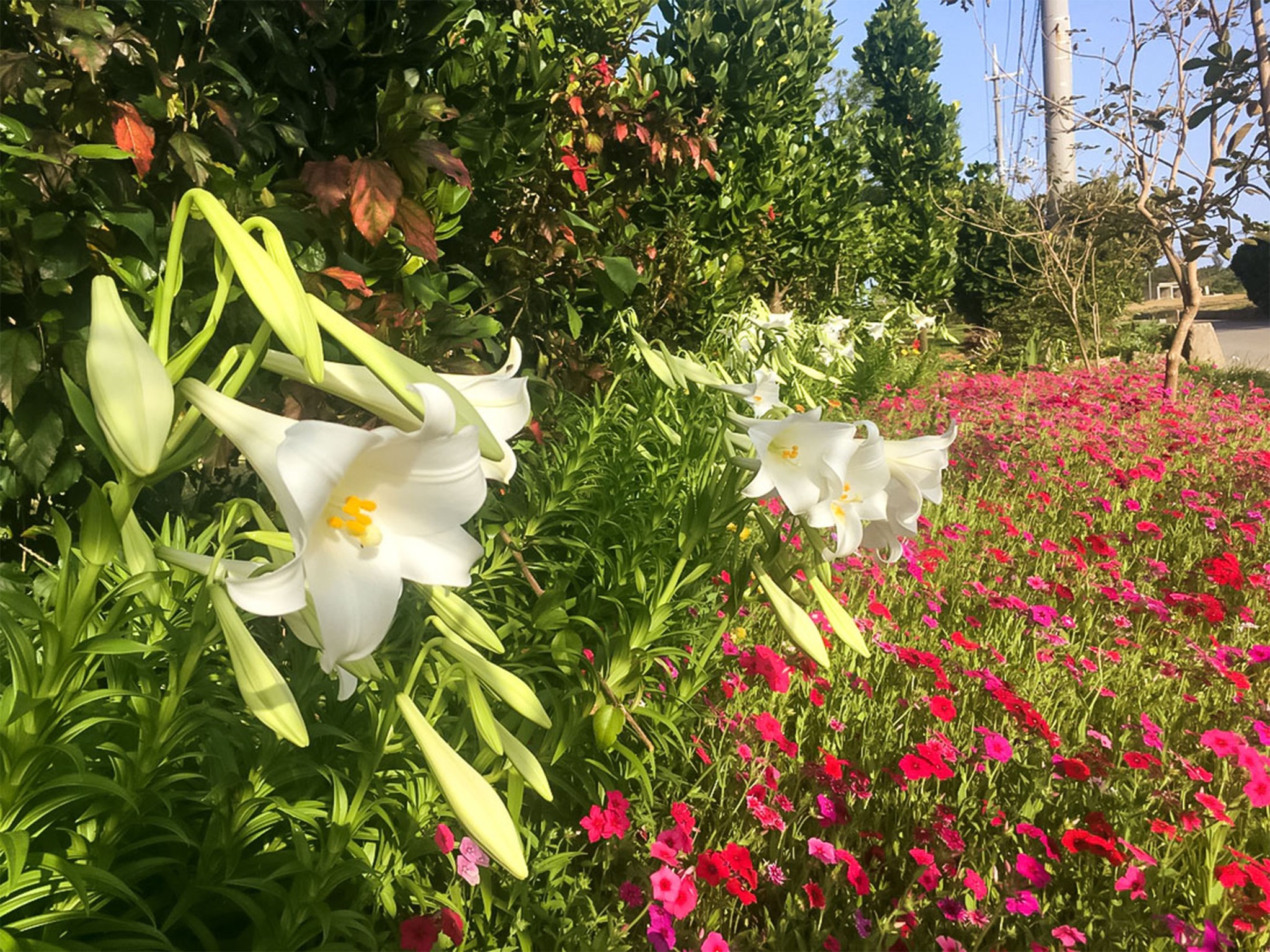 ・周辺/季節の花が心を癒してくれます
