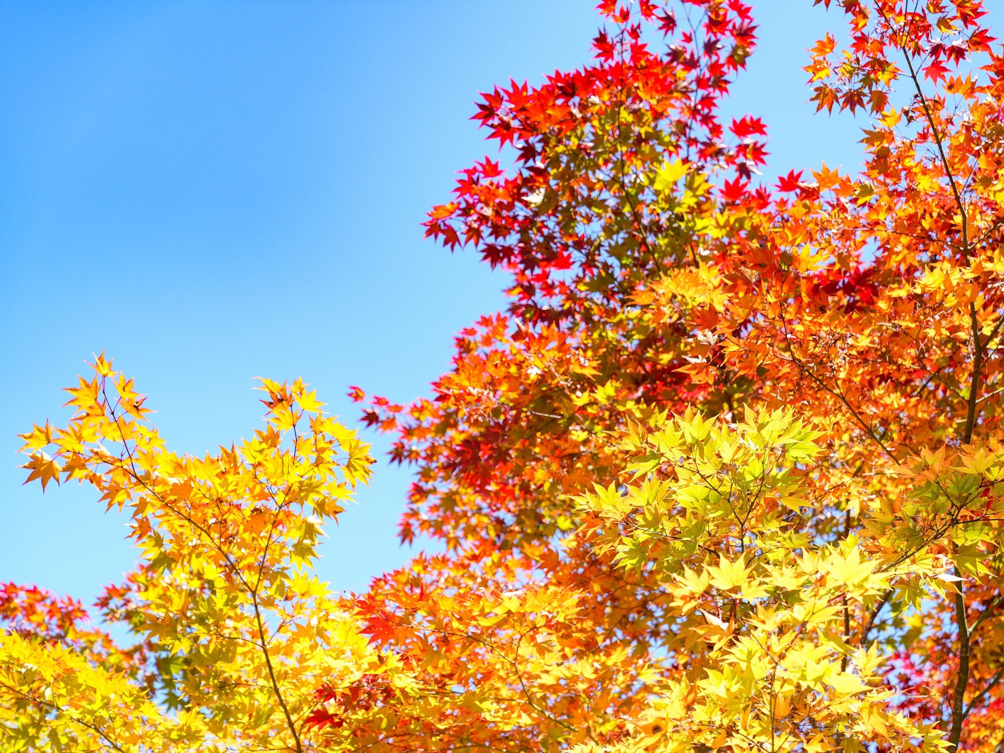 ・【景色】秋には見事に色づいた紅葉をお楽しみいただけます