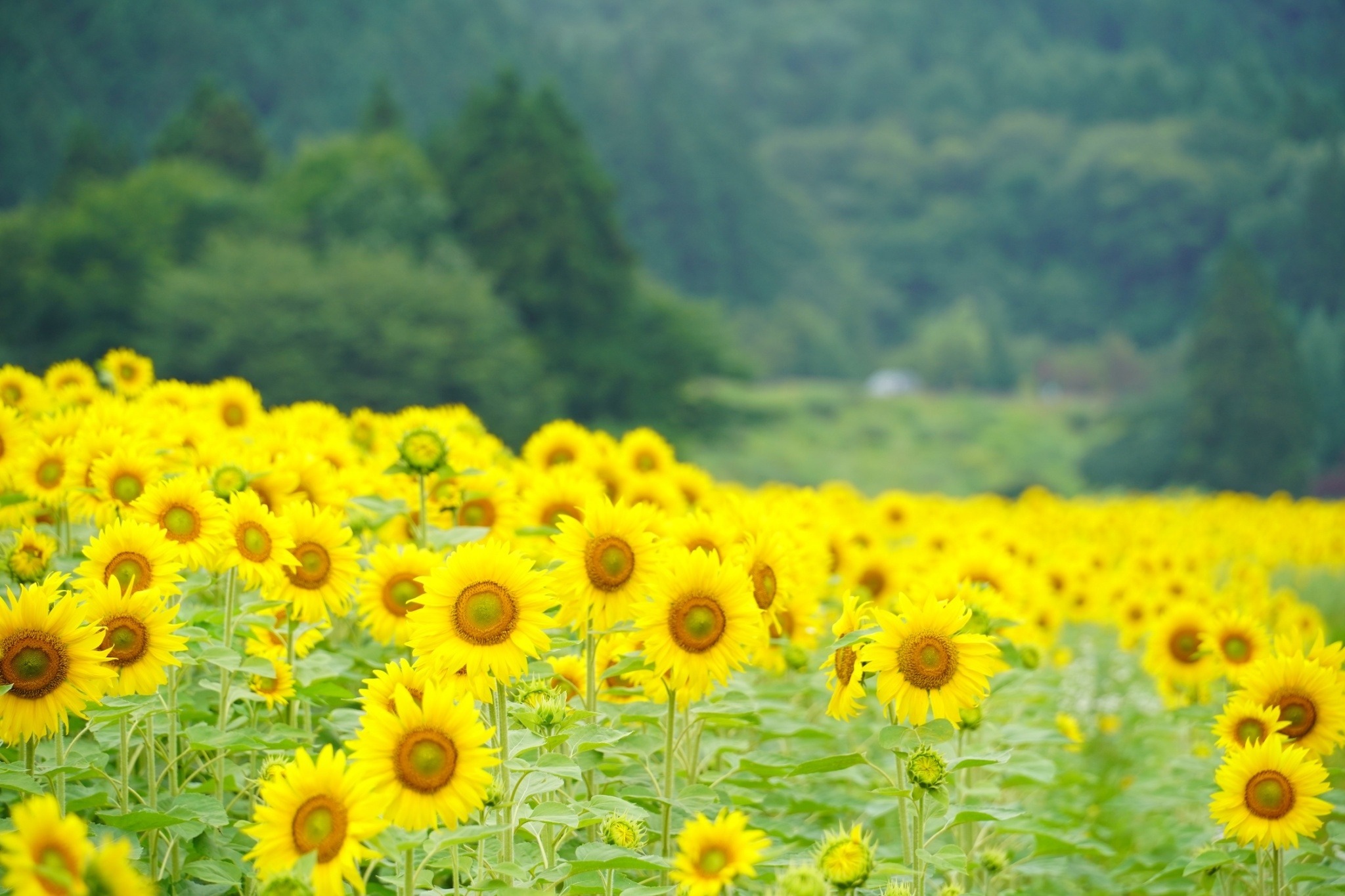 7月中旬から8月上旬見ごろのひまわり畑