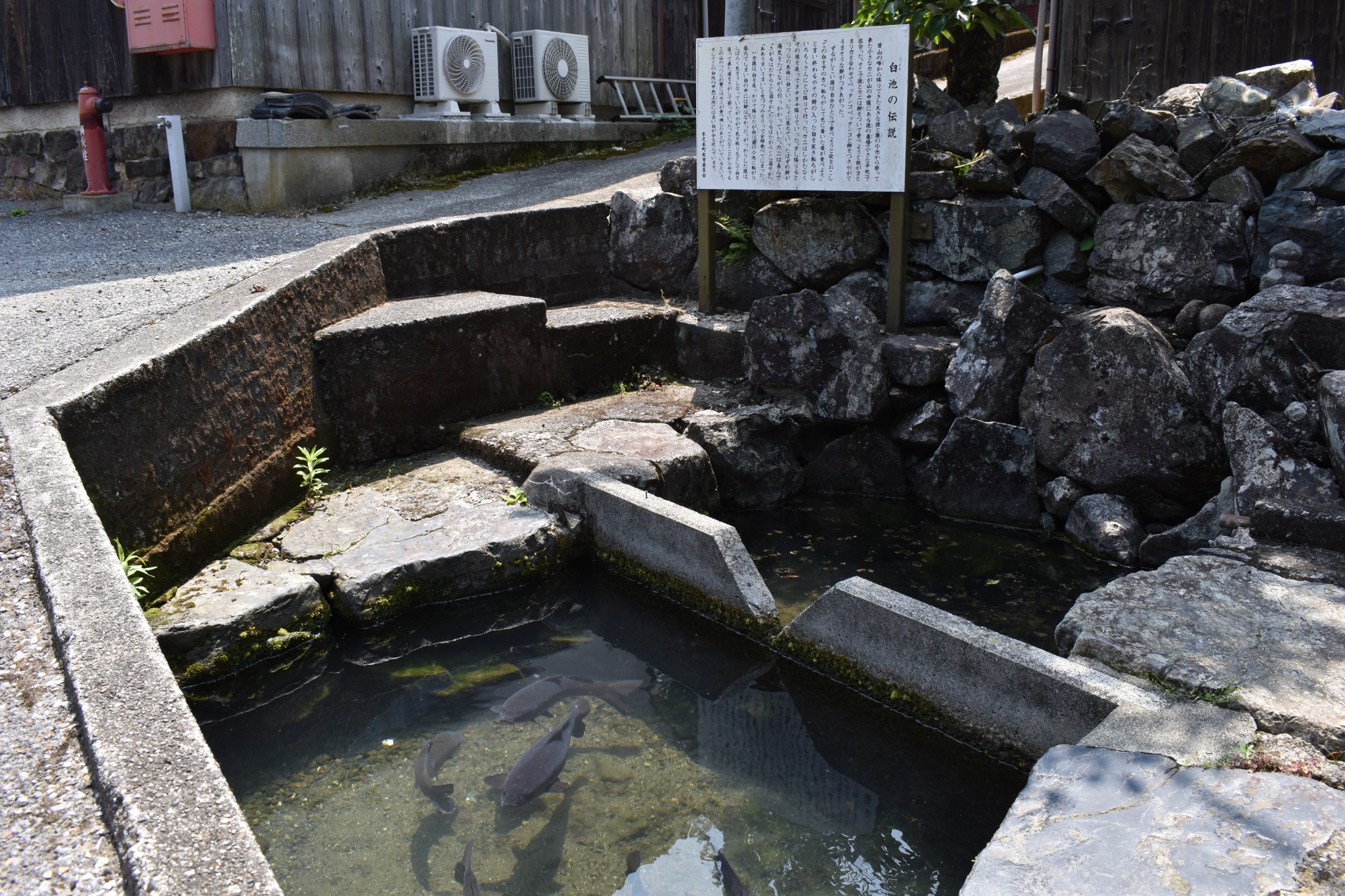 鯉が泳ぐ池があります。