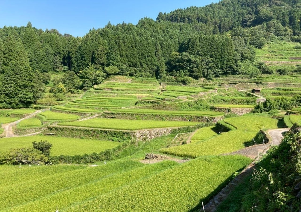 ・朝食用で食材無料提供の棚田米が採れている新川棚田