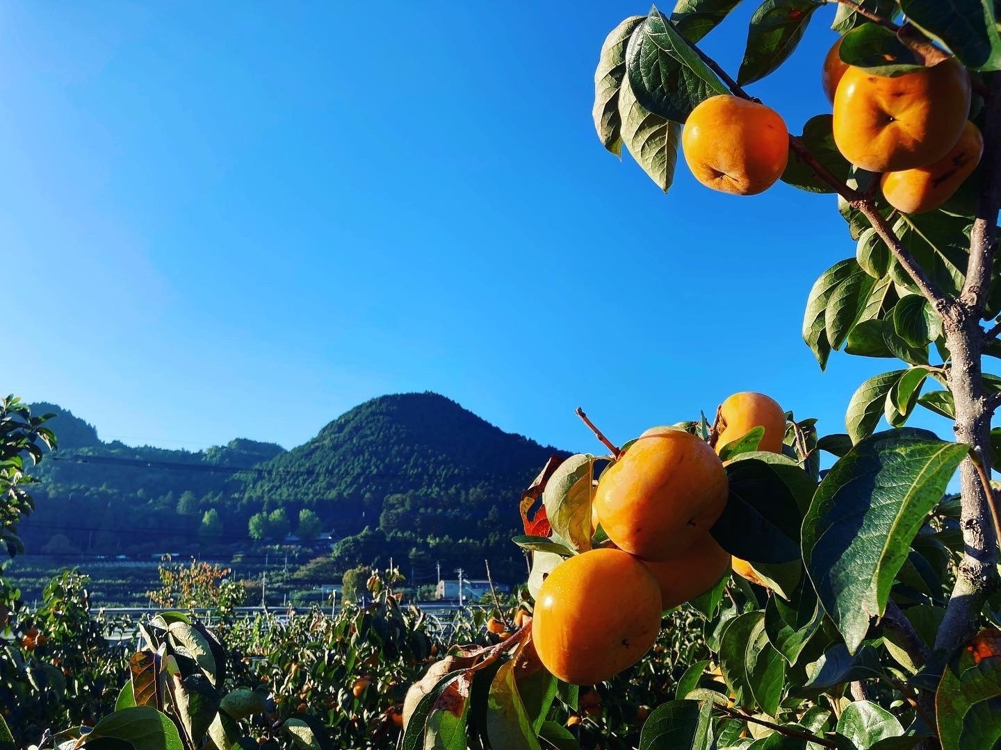 周辺のフルーツ畑が広がっています。農村地域の散歩スポットマップもございます。