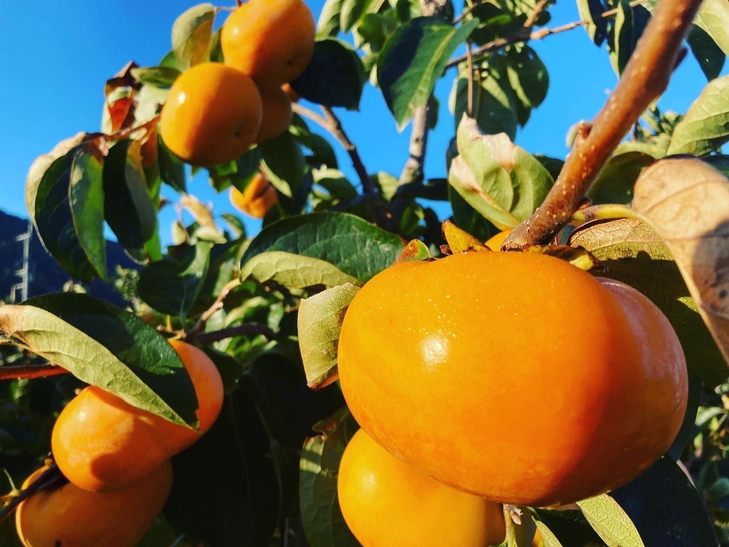 周辺には一年中フルーツができる農村地域です。柿、なし、ブルーベリー、いちご、洋ナシなど。