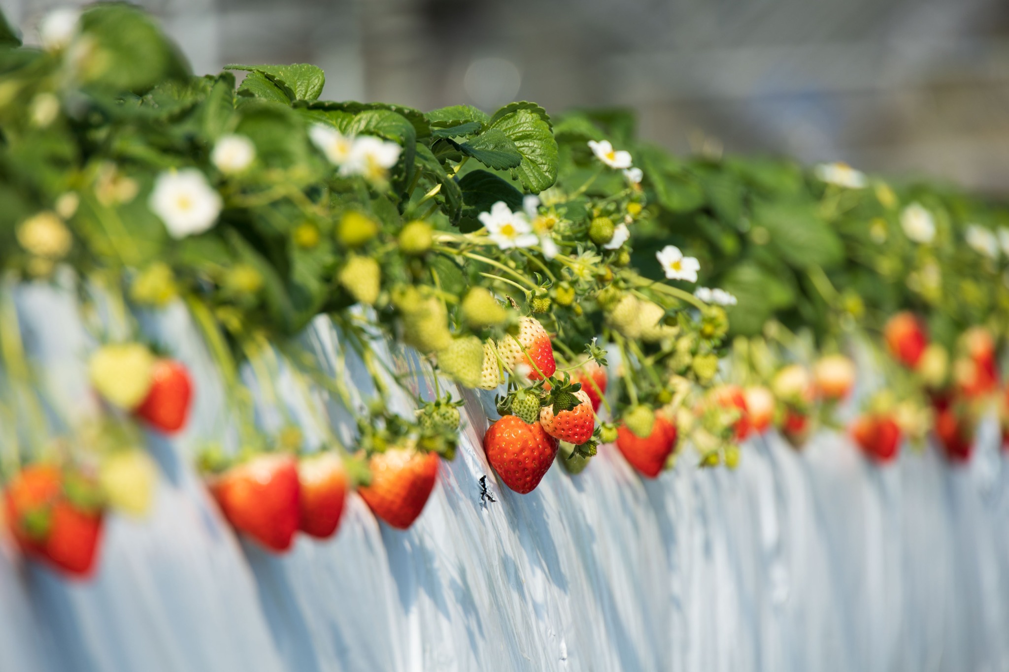 いちご狩りでもうたくさん食べたい人