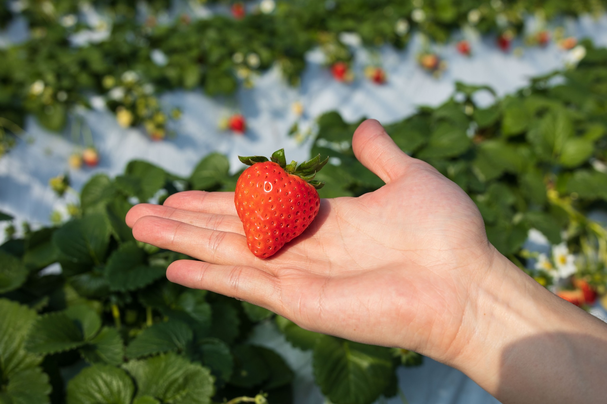 いちご狩りができる農園が周辺にたくさんあります