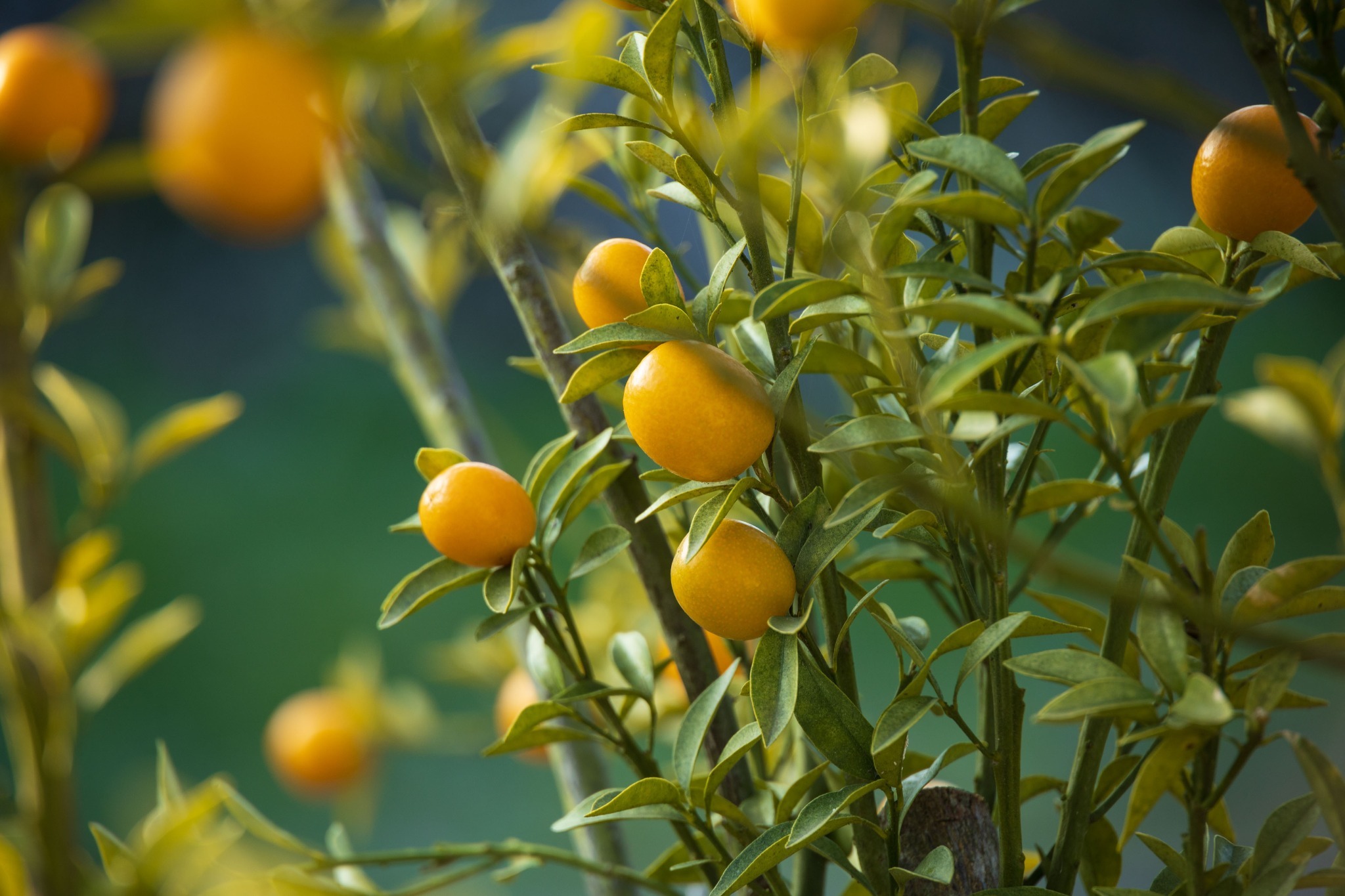 キンカンの良い香りがそこら中で感じれます