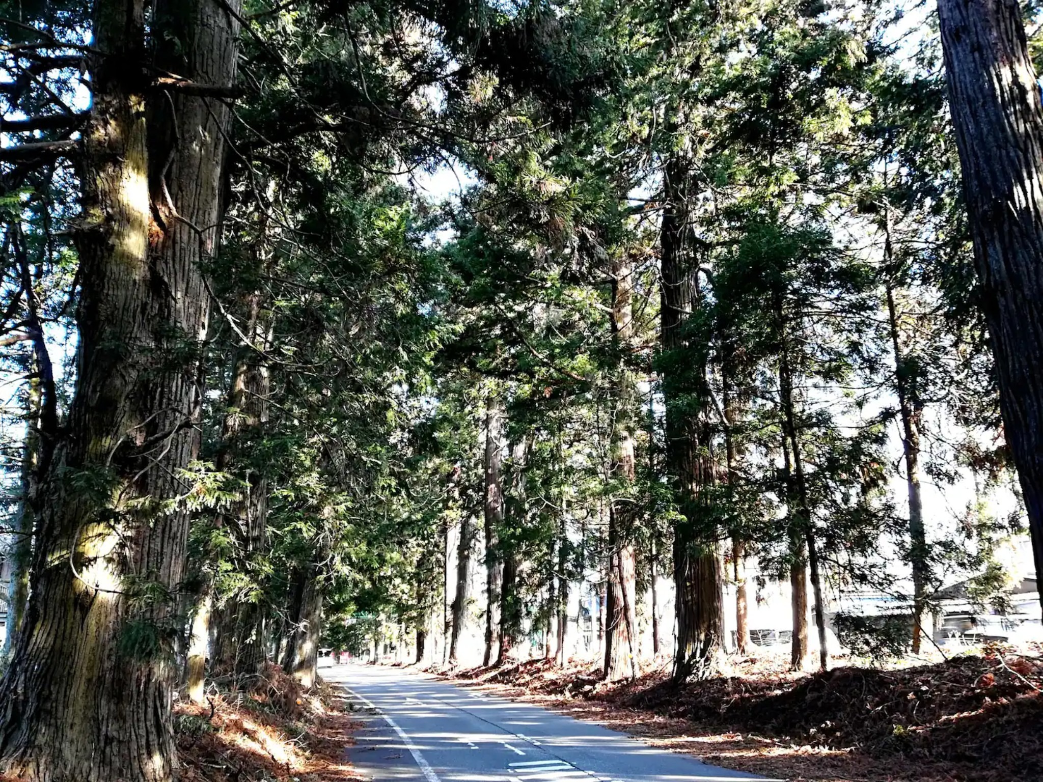 当施設から50m 日光杉並木街道