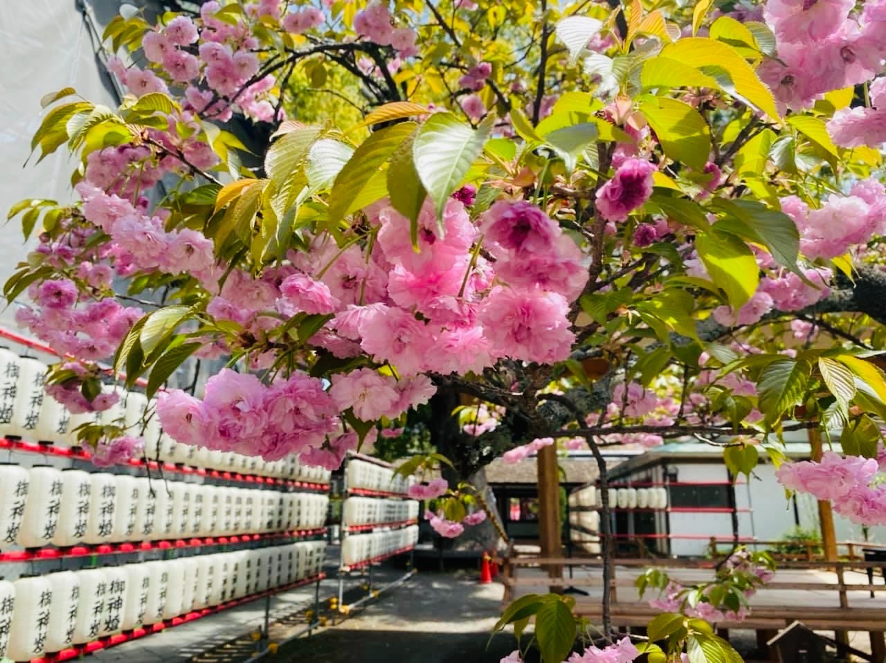 New京町屋時の宿・上七軒 北野天満宮徒歩2分~最大4人