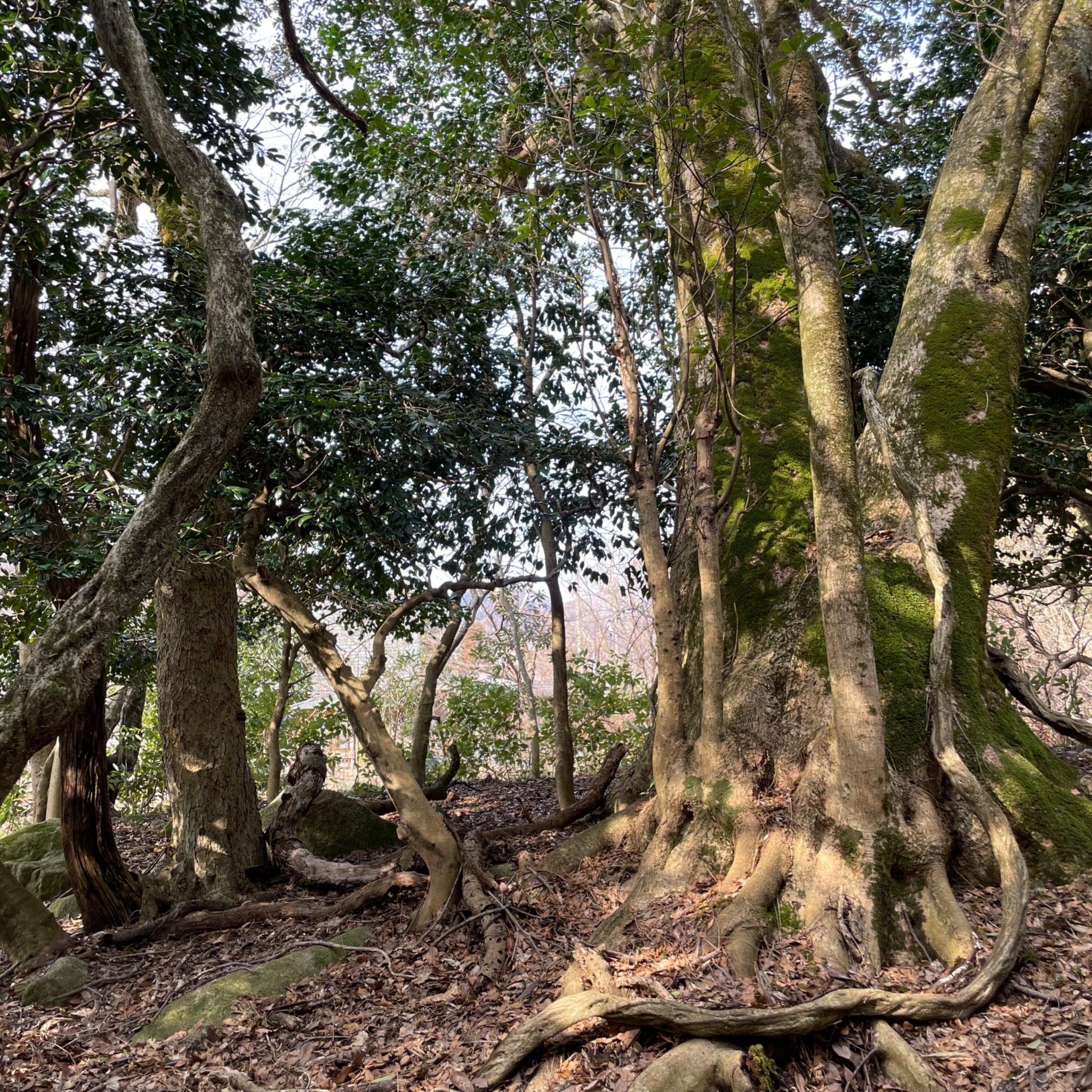公園には御神木があります。
