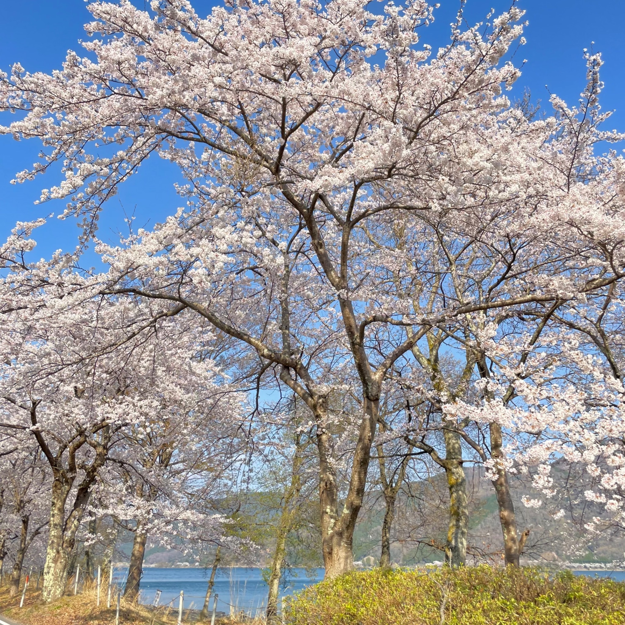 「日本のさくら名所100選」にも選ばれている海津大崎の桜も当館から車で10分程度です。
