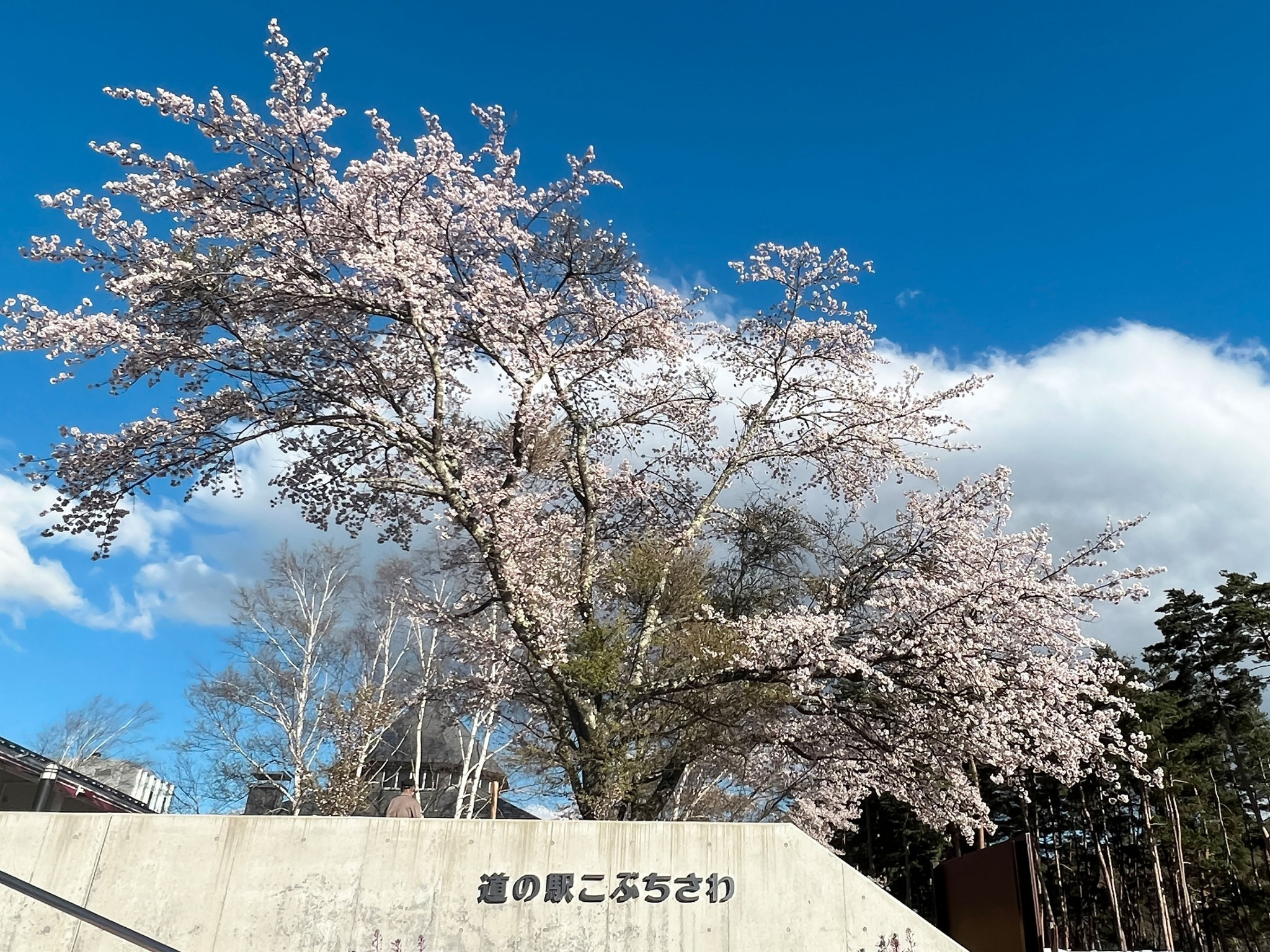 【周辺】車で約2分の「道の駅こぶちさわ」春の彩りを添える桜が咲き誇ります