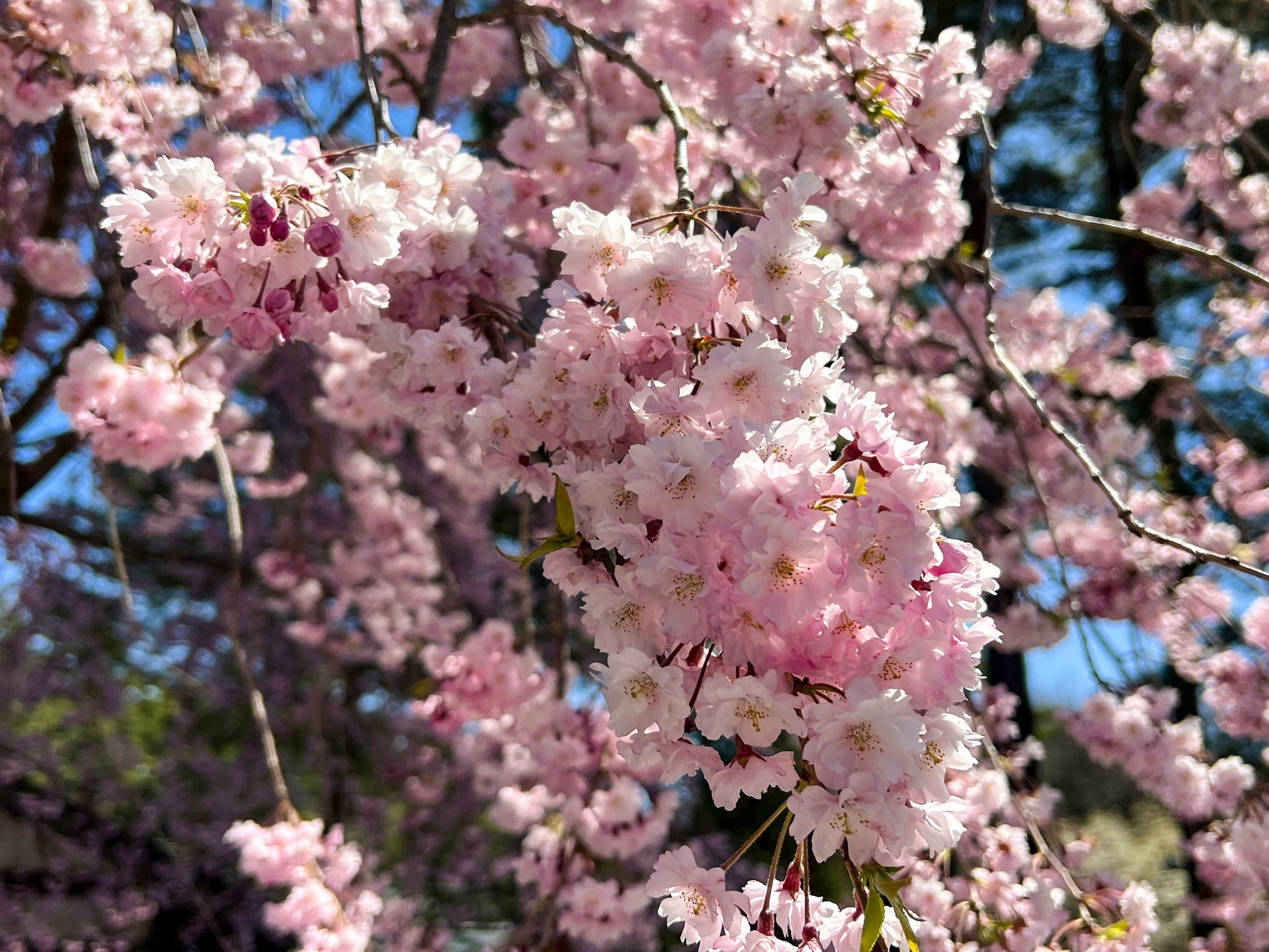 【周辺】4月に入ると八重桜など遅咲きの桜も満開に。春休みや新生活前のご旅行にもおすすめです