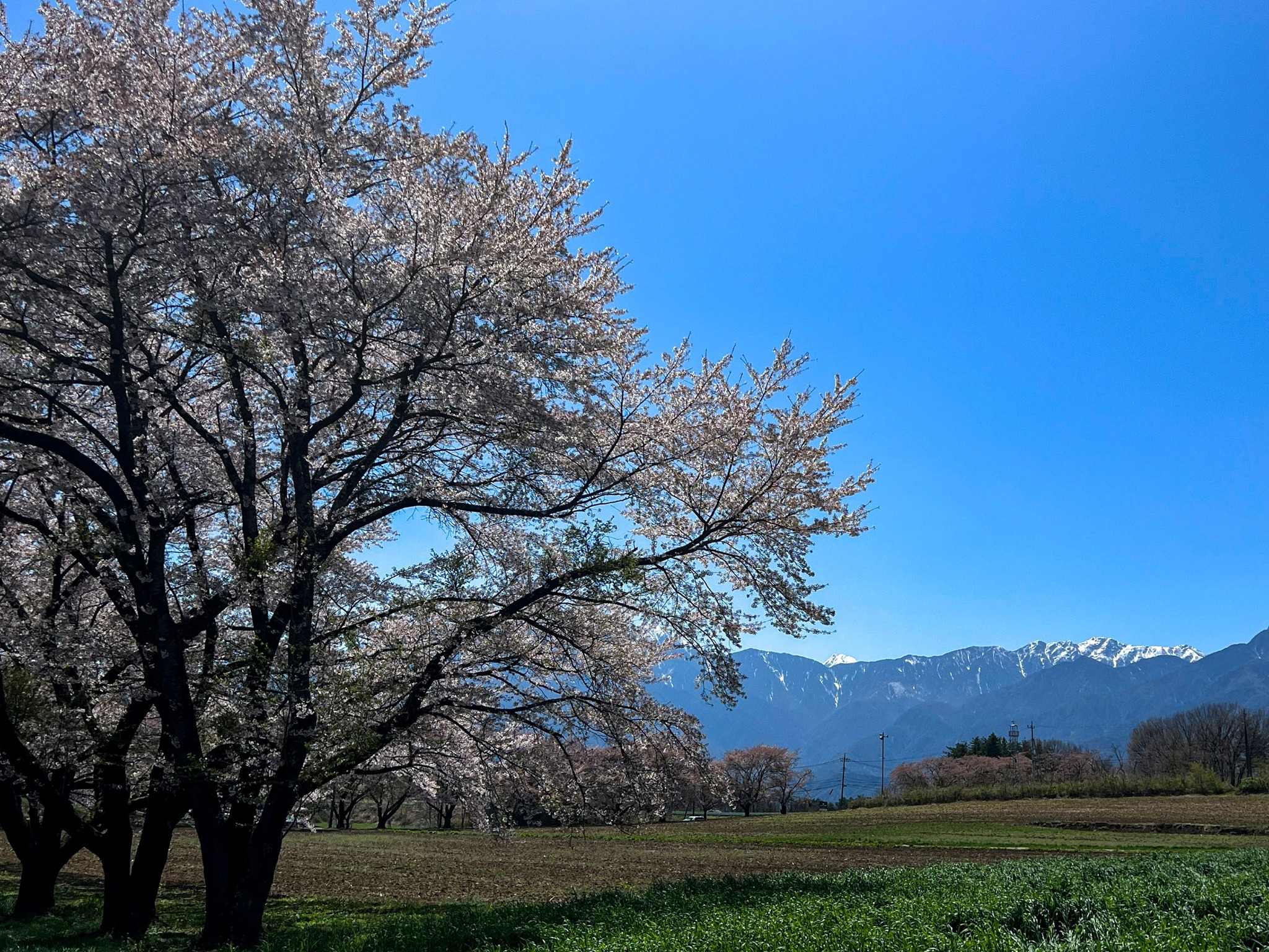 【蕪の桜並木】車で約10分、お天気が良ければ南アルプス、八ヶ岳、富士山が桜越しに望めます