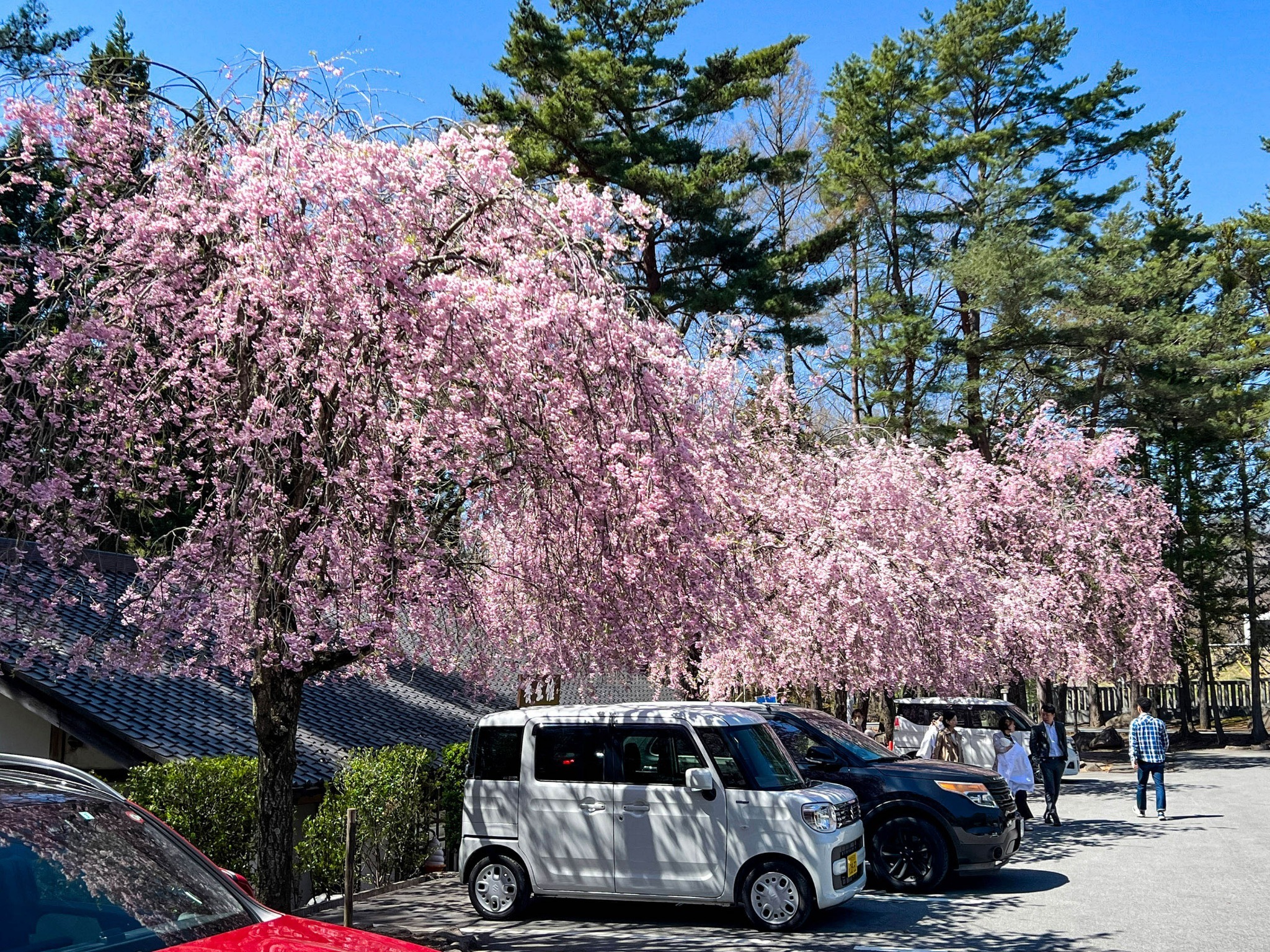 【周辺】RakutenSTAYの近隣には様々な桜が。季節の移ろいを楽しめる八ヶ岳をご満喫ください