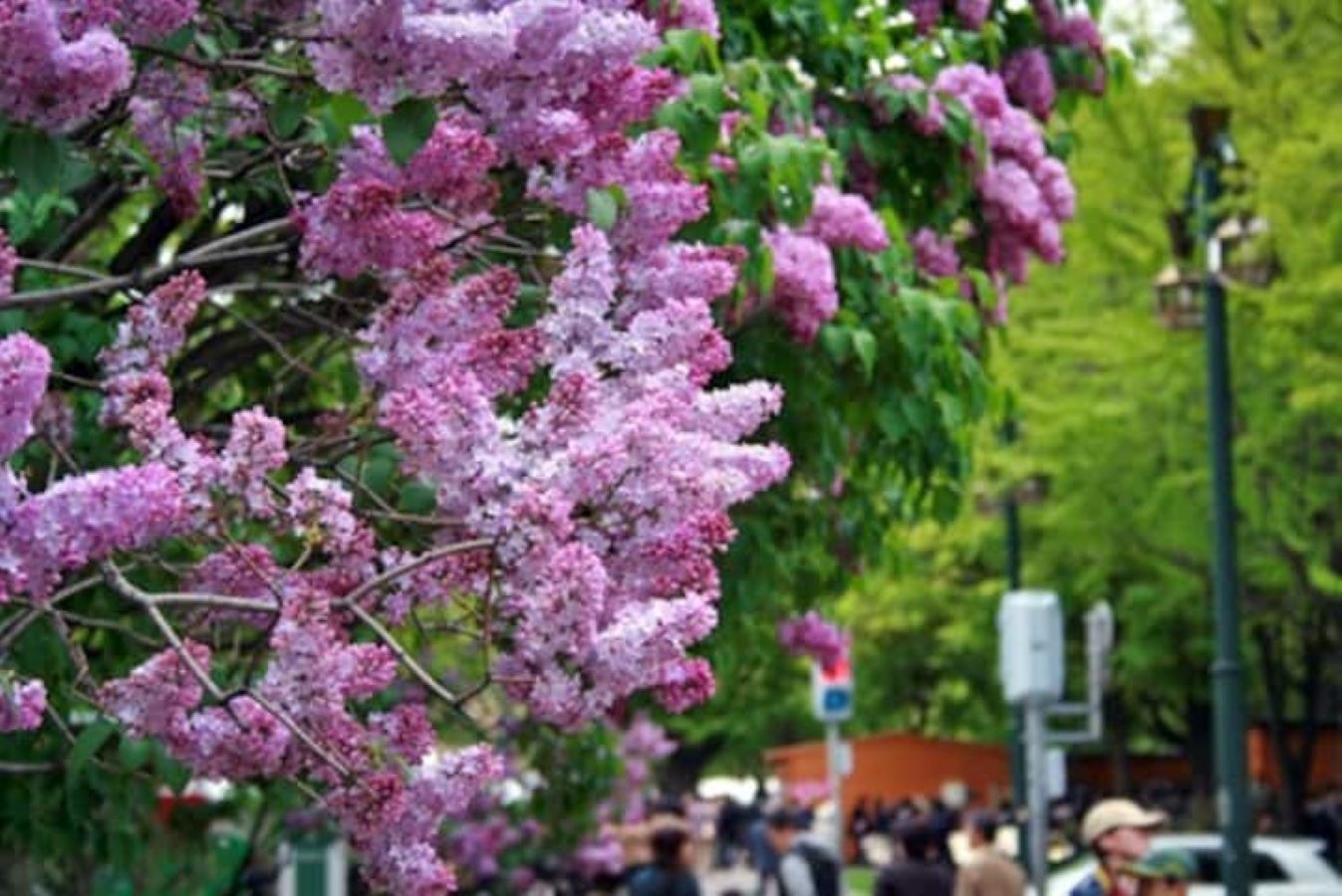 Sapporo lilac Festival
