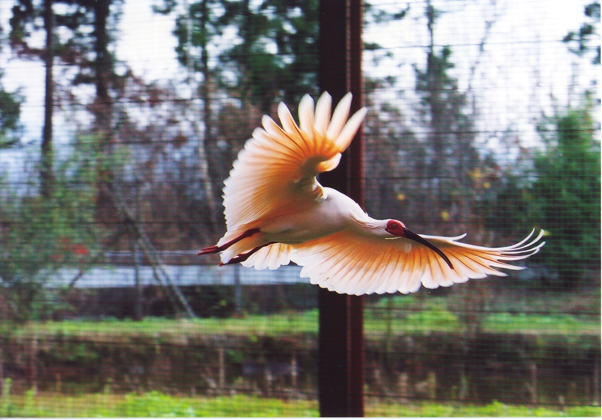 自然心遊II 10畳   和室