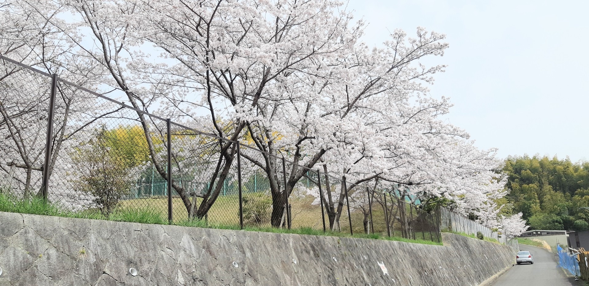 桜並木の先に当宿があります。