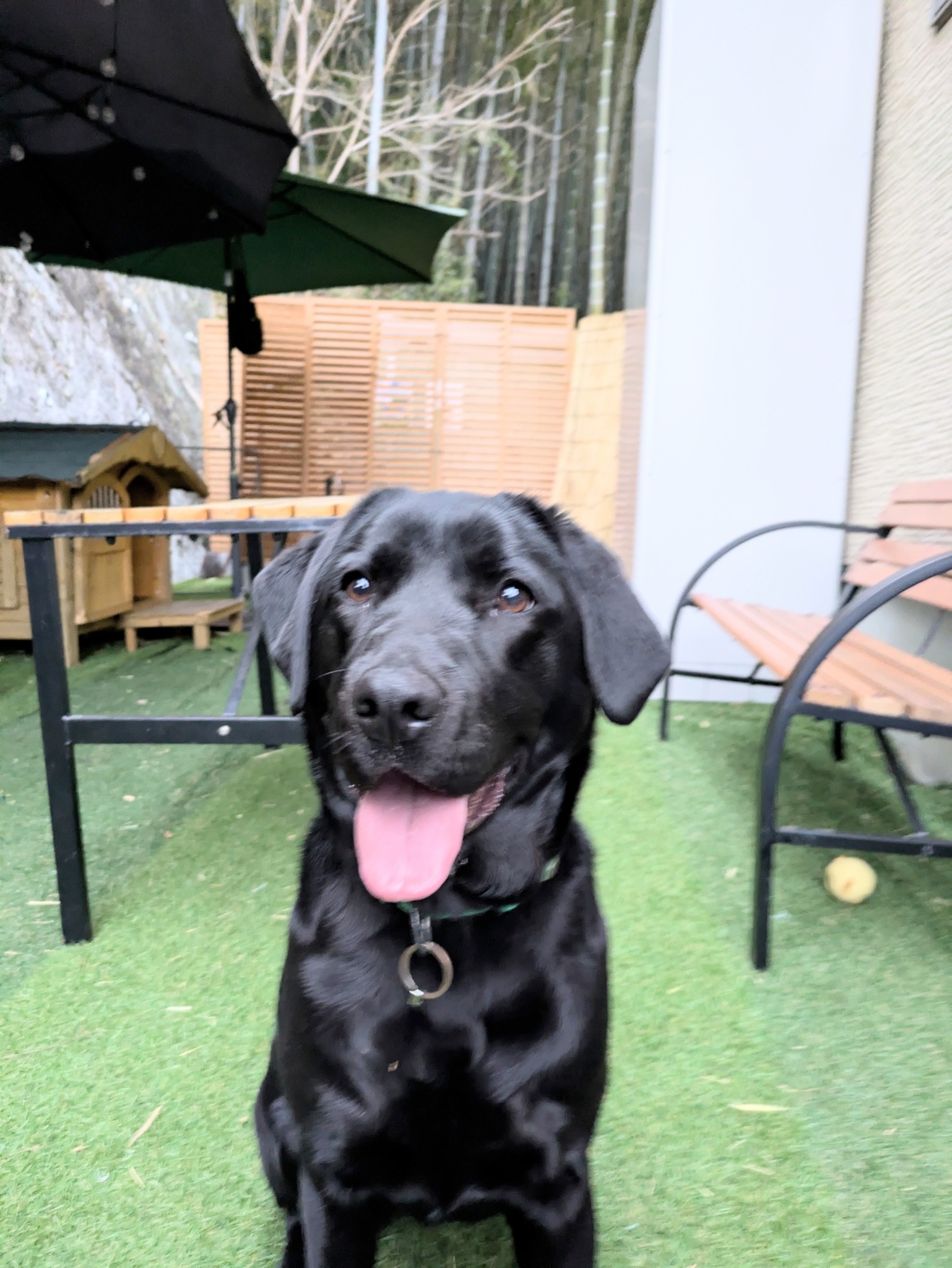 2024年3月生まれのやんちゃ娘看板犬ラブラドールレトリバーのモナです 宜しくお願い致します。ペット部屋に入れお客様のわんちゃんとは会わないようにさせていただきますのでご安心下さい。