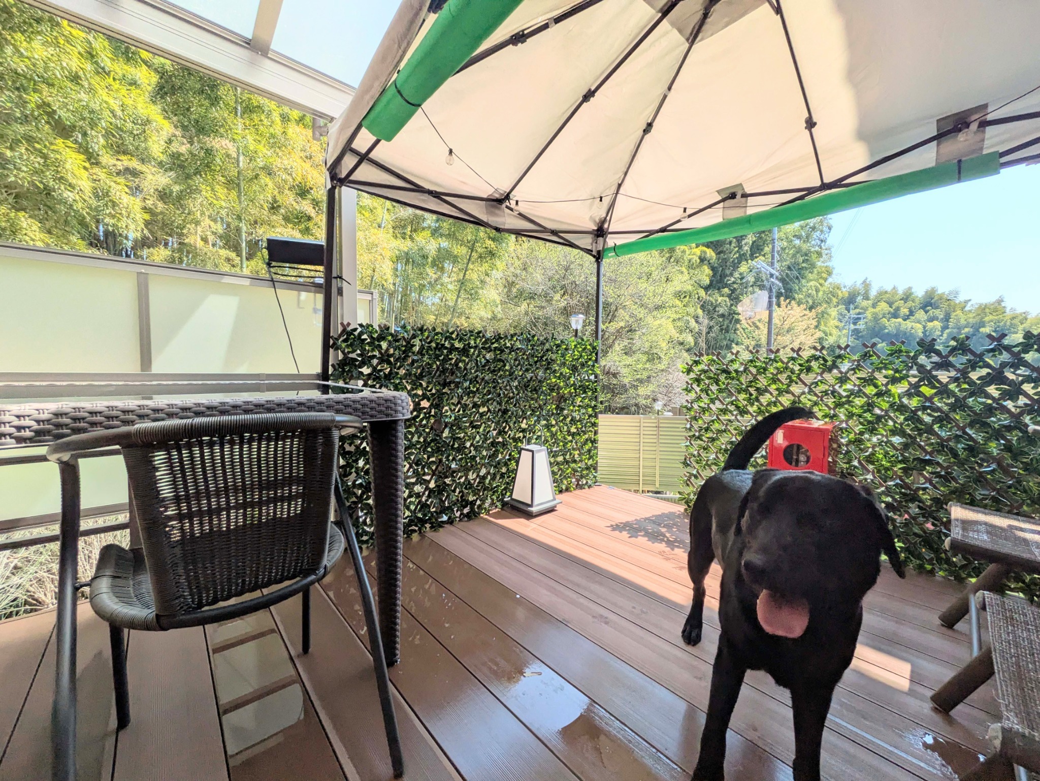 わんちゃんもリラックスできます。