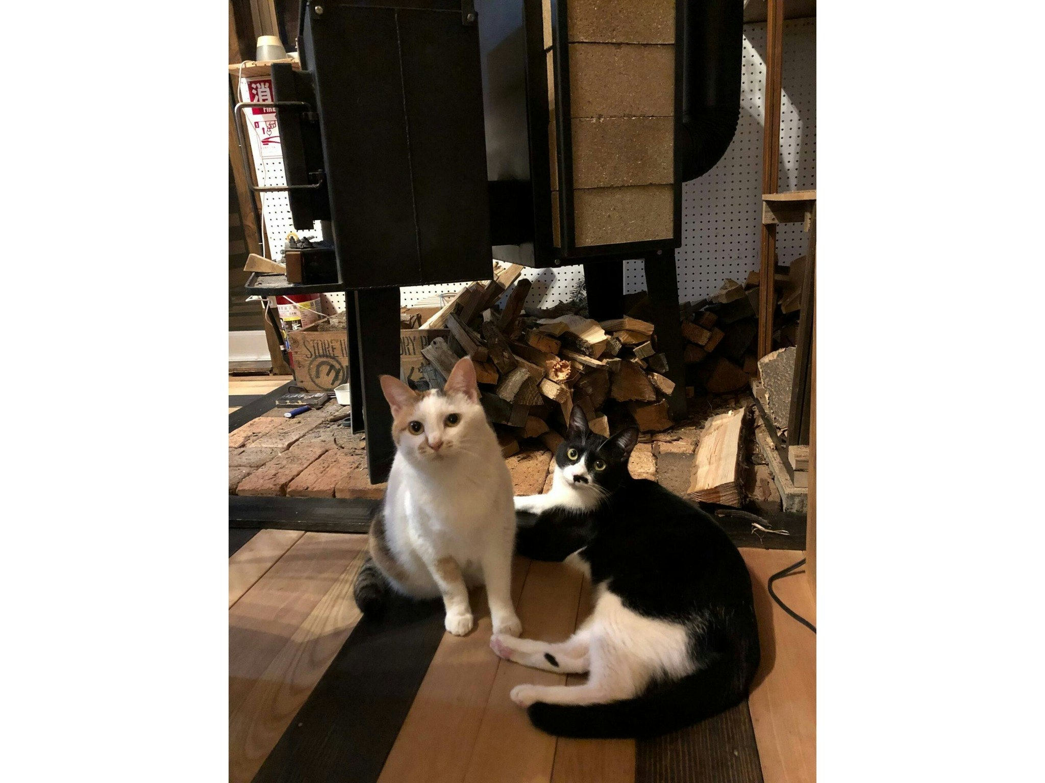 【禁煙】【素泊まり】犬猫好きウェルカム!LongHills Eco Guesthouse