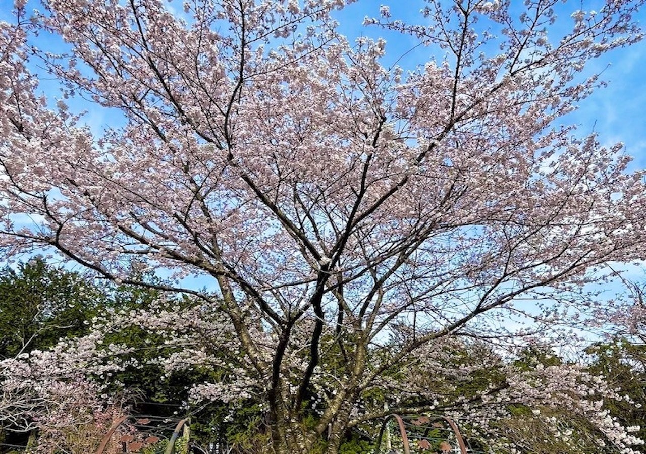 マロンの庭