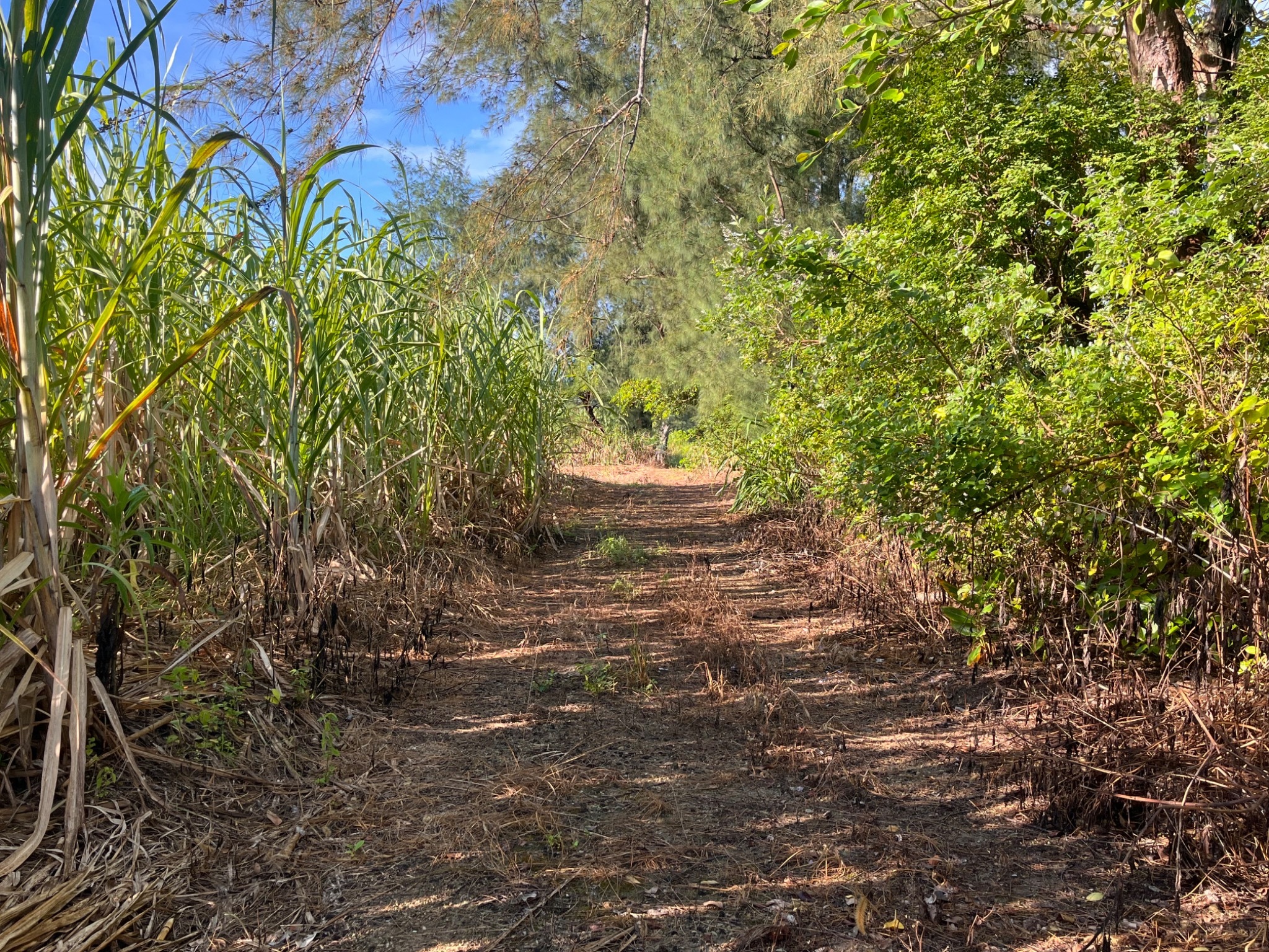 奄美北マングローブの宿 のnull