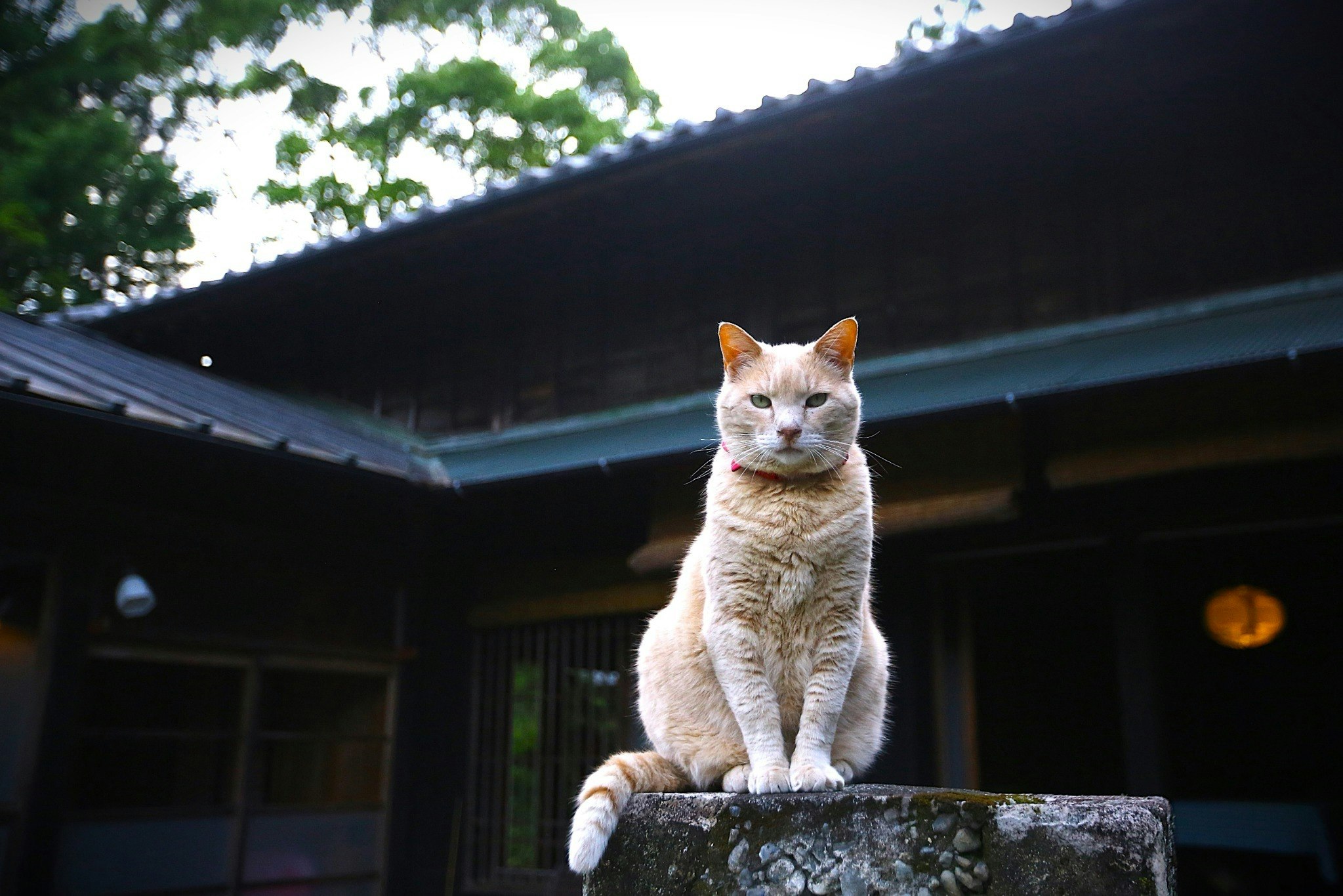 【一棟貸し】築100年 杢目の美しい家「まろや」 