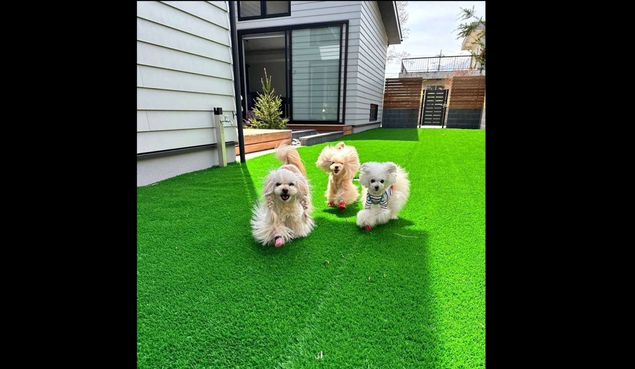 ドッグラン付 河口湖 KOYA TRIBE VLLA~小型犬4頭または中型犬2頭までOK~