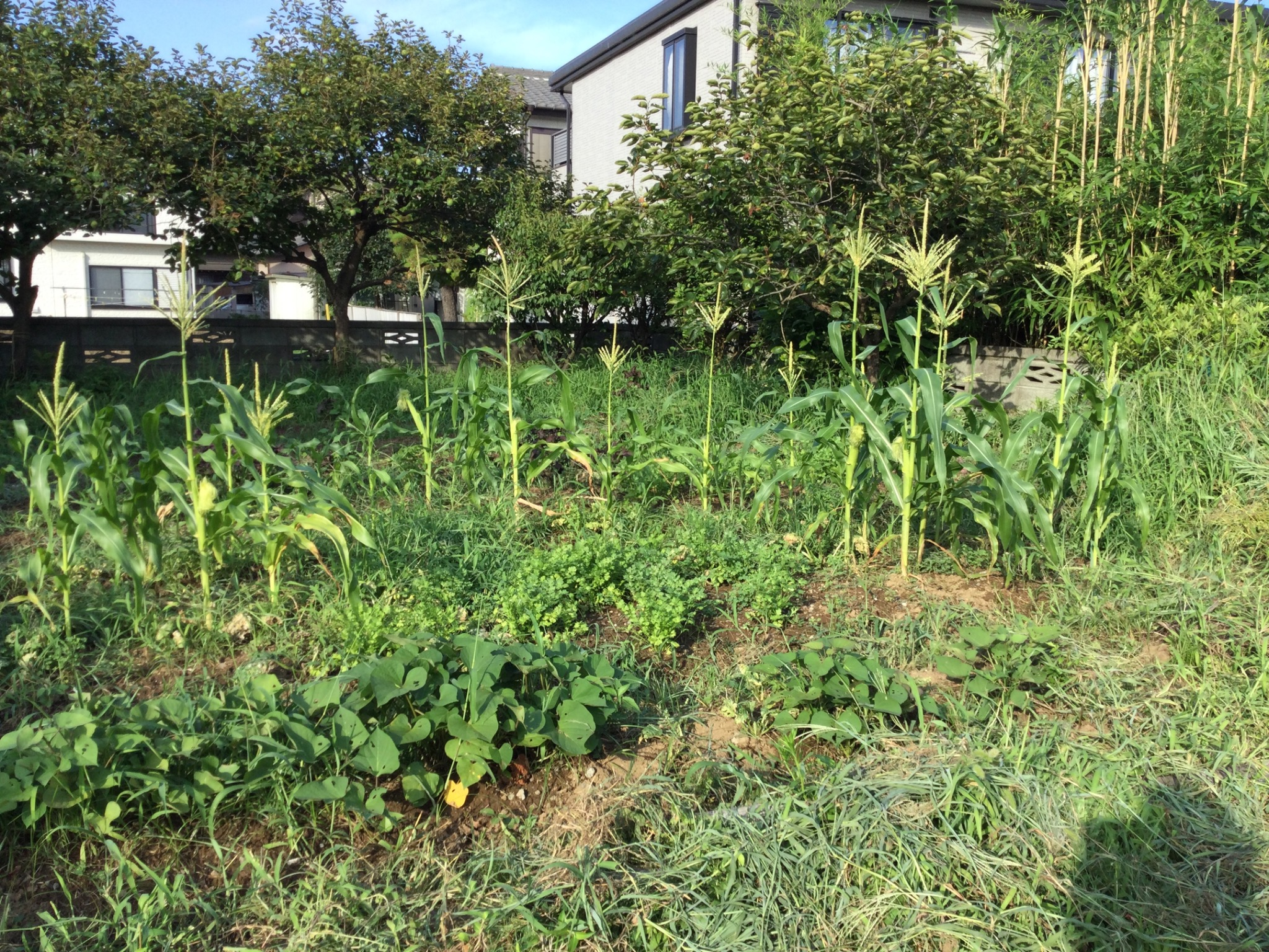 いちご荘 6畳または8畳の個室 ✳︎エコ