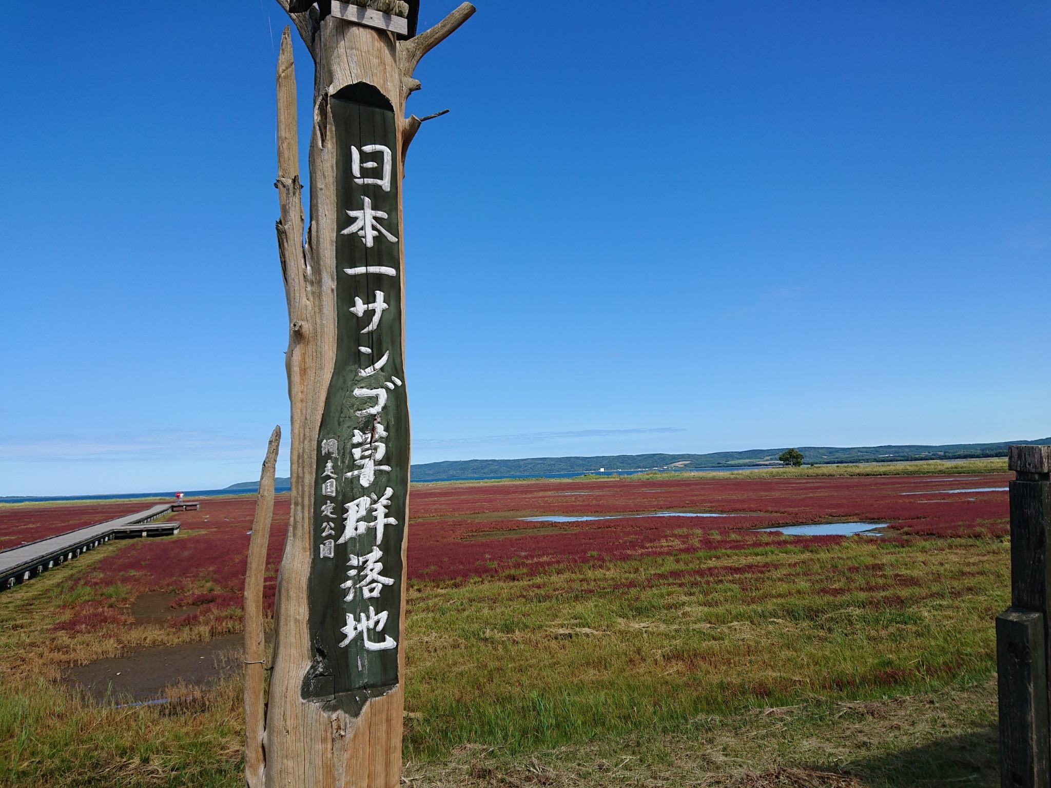 能取湖の「サンゴ草」が紅葉して