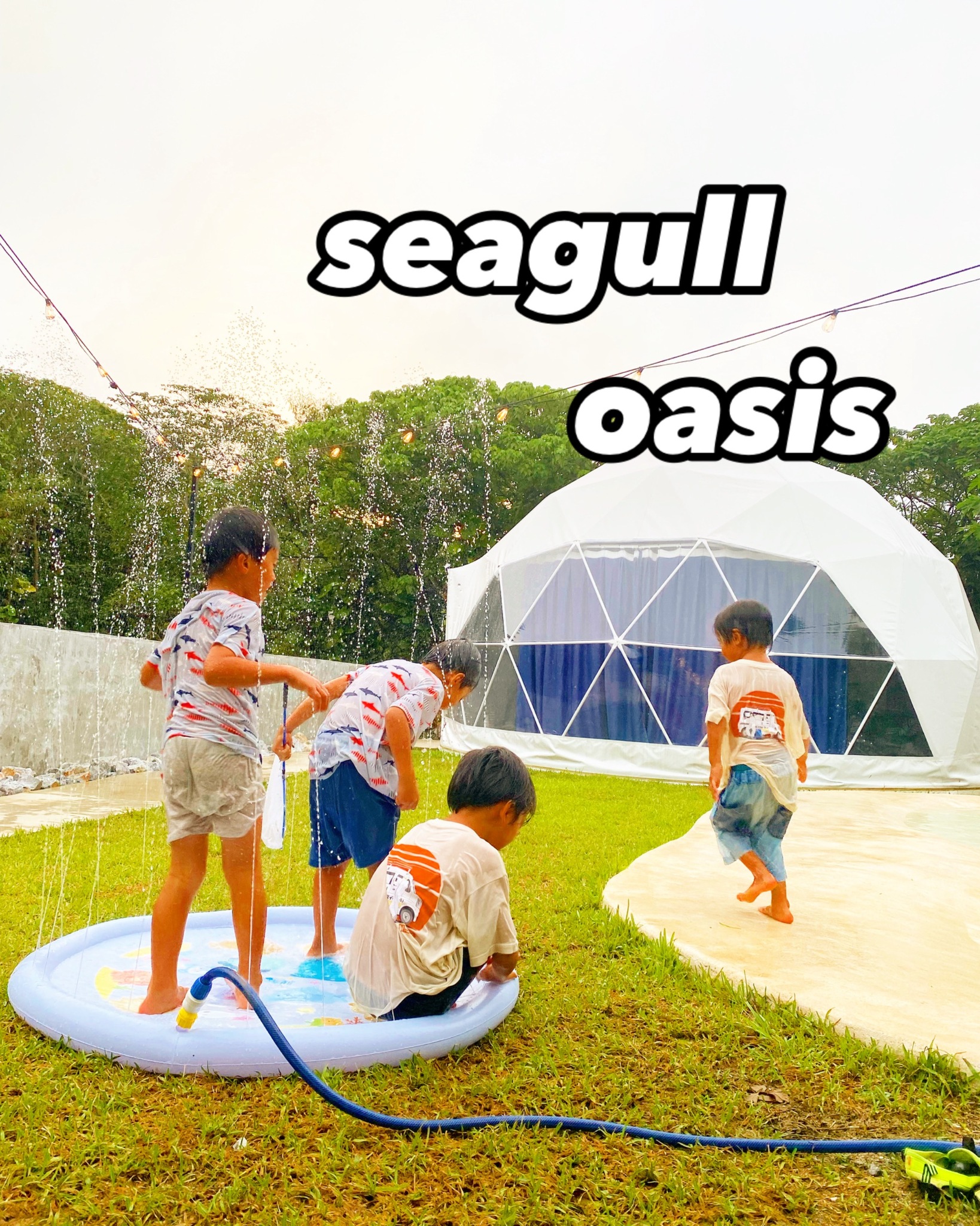 seagull oasis ^のnull