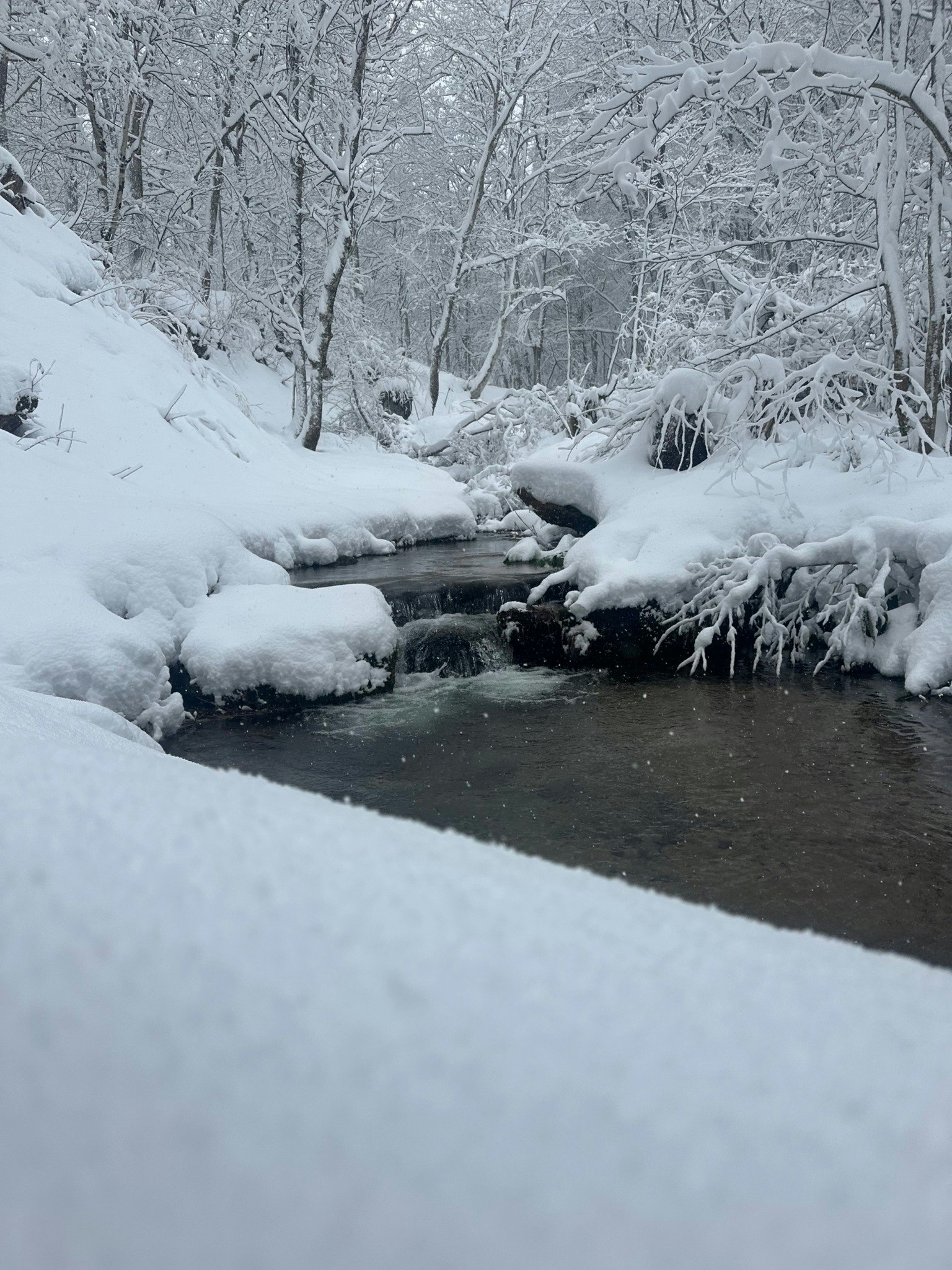 コテージ(林間)