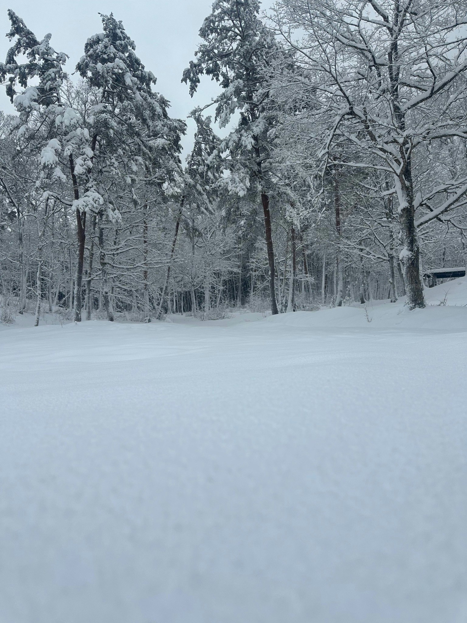 コテージ(林間)