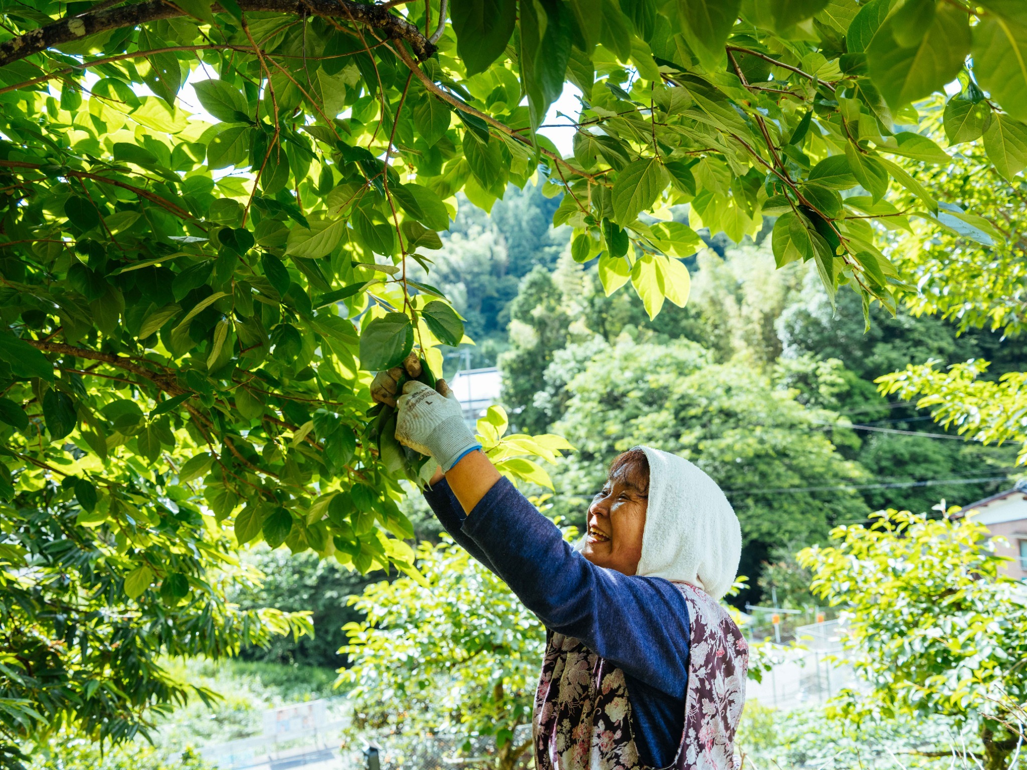 世界農業遺産の地 にし阿波 農家体験 お母さんの手料理 しらたきの宿 のnull