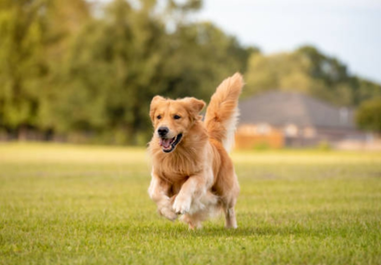 大型わんちゃん可【一軒家貸し切り】海まで車で5分!プライベートサウナ・露天風呂もございます