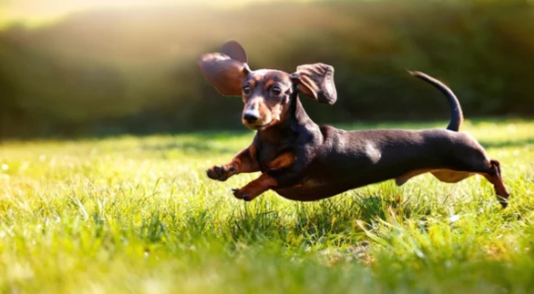 小型・中型わんちゃん可【一軒家貸し切り】海まで車で5分!サウナ・露天風呂もございます