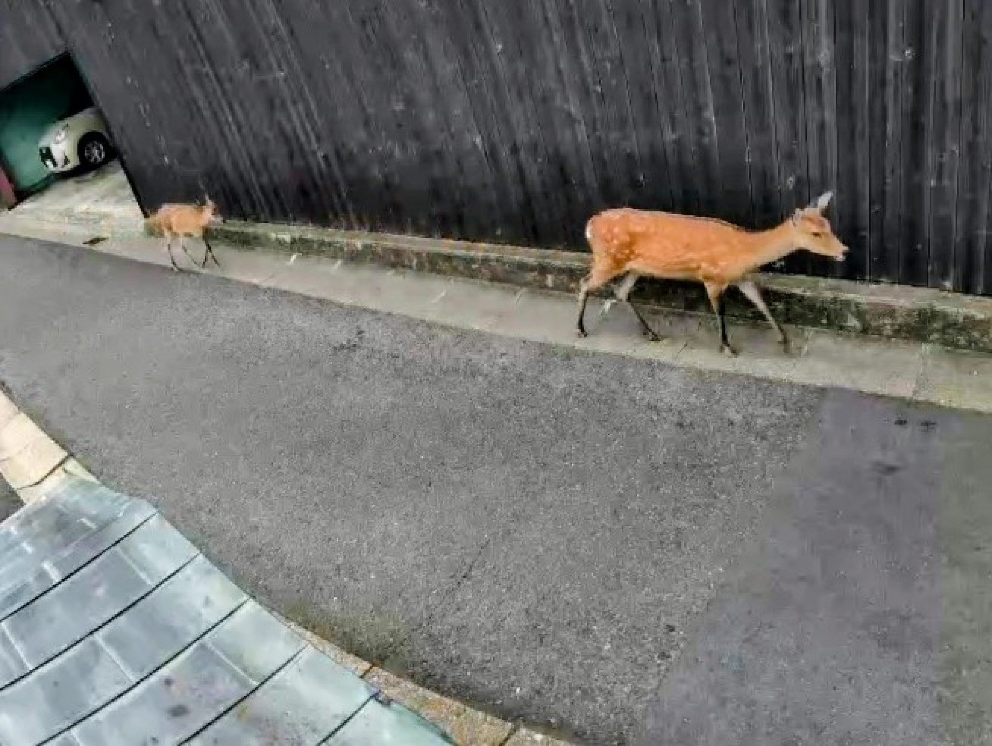 親子の鹿が椿の宿の前に