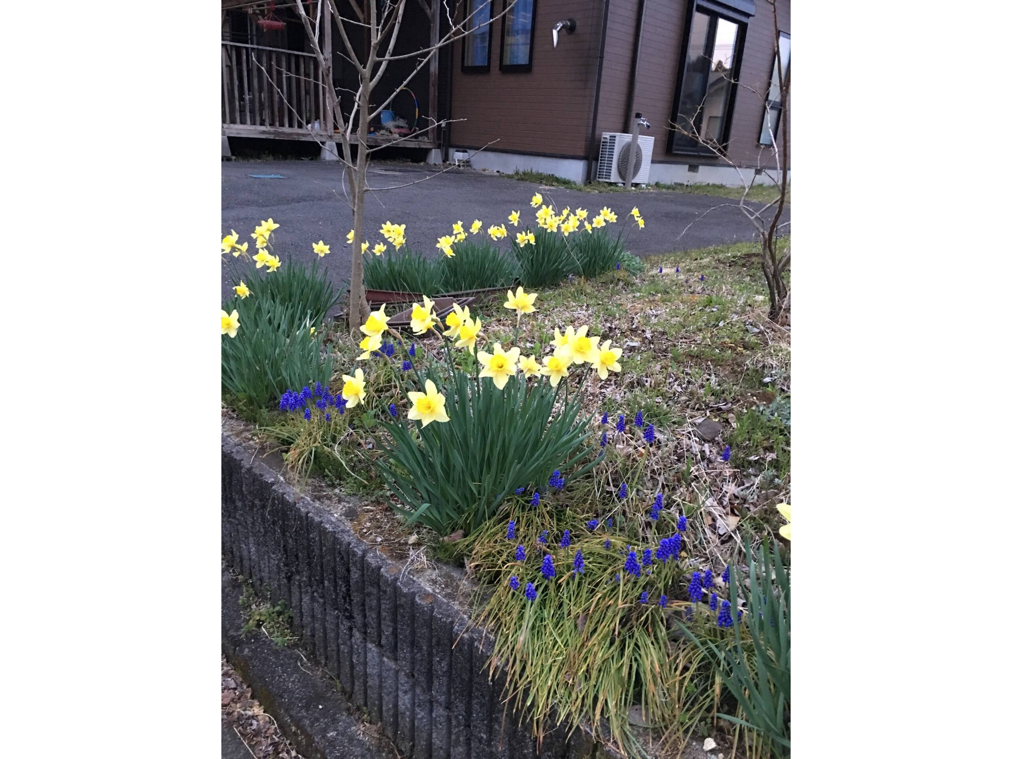 バイオレットホーム のnull