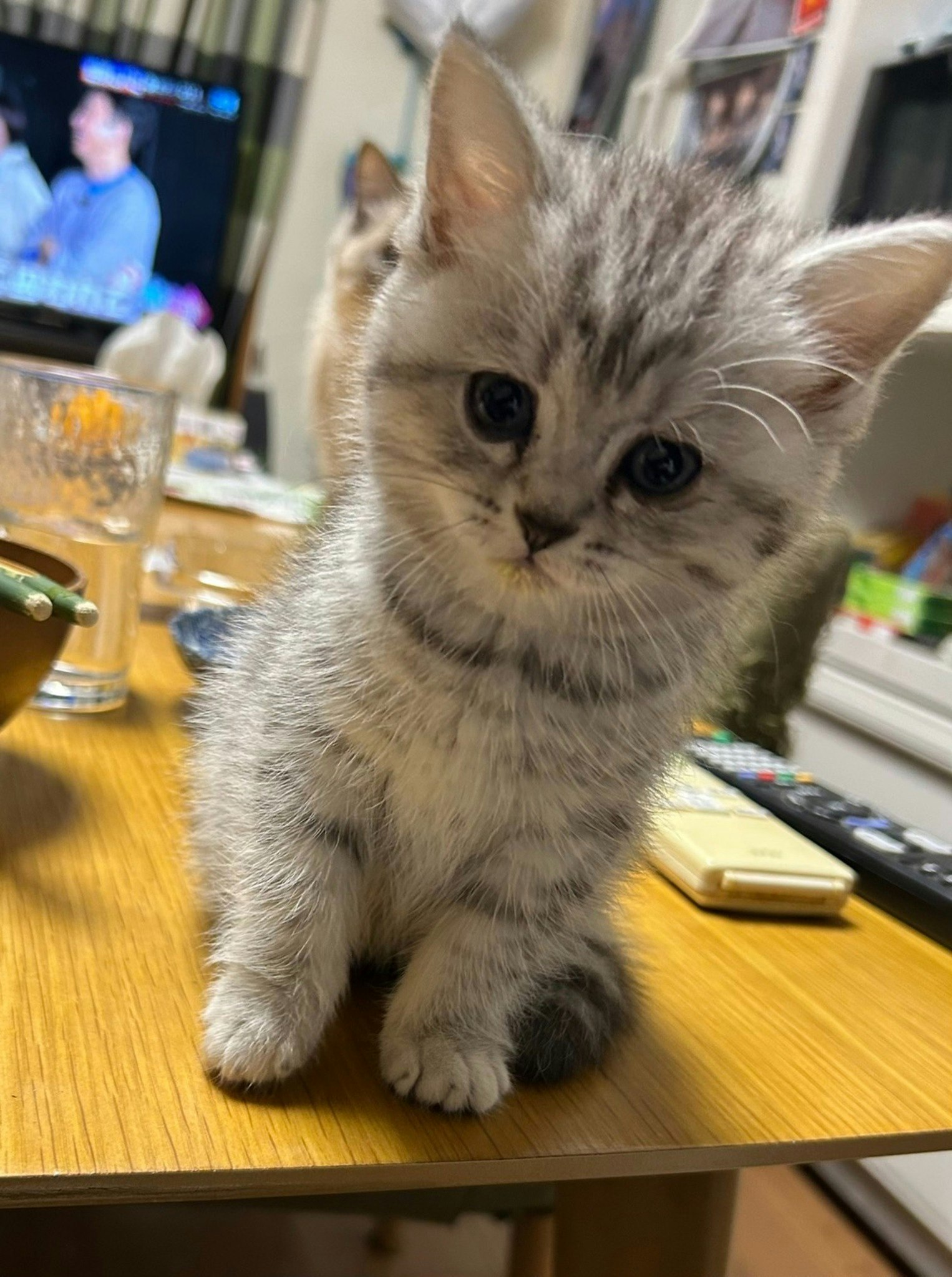 古民家の個室貸切/ホストや猫と触れ合える/伝統的な街並/無料駐車場あり/送迎あり/最大2名まで