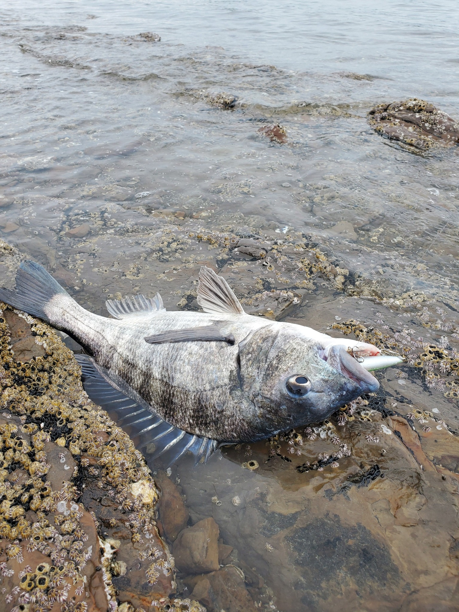 海まで0m/貸別荘 MARU/ペット可能/貸別荘/BBQ/オーシャンビュー/EV充電/釣り のnull