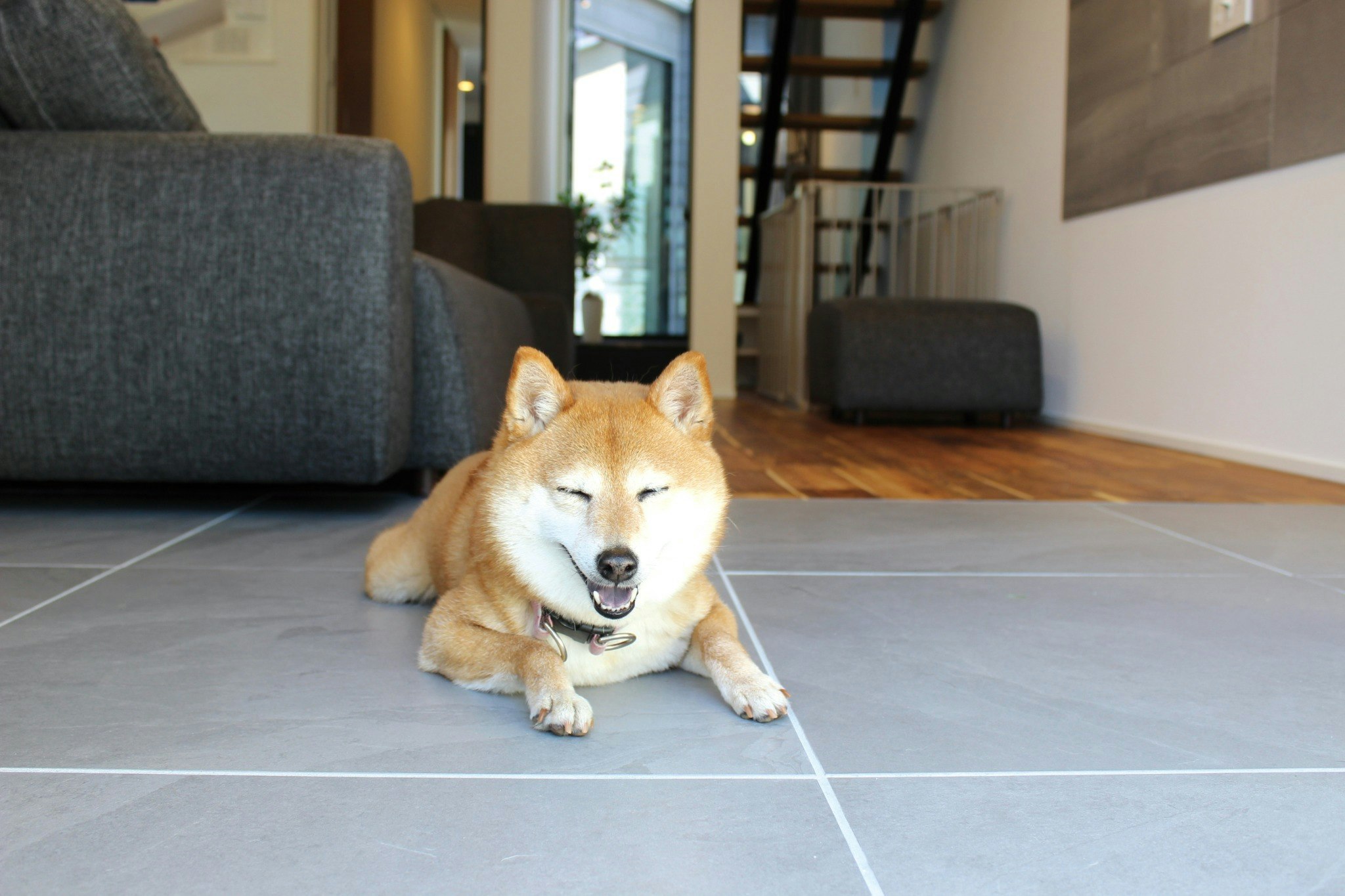 *ペット同伴宿泊専用プラン*【犬と泊まれる一棟貸し】専用ドッグラン付