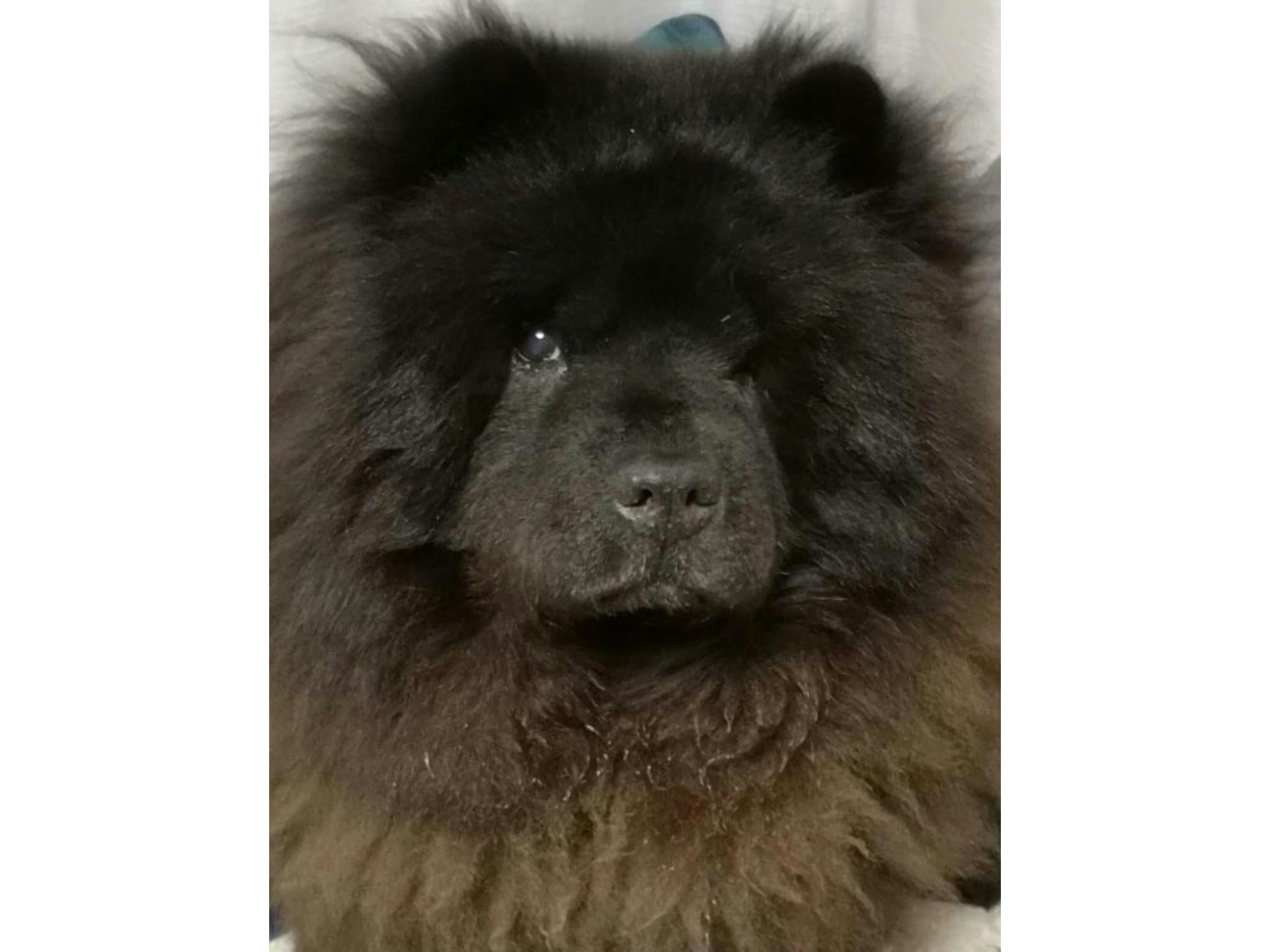 ホストと看板犬が迎える一日一組限定の癒やしの宿 期間限定RakutenOyadoのみのツアープラン付