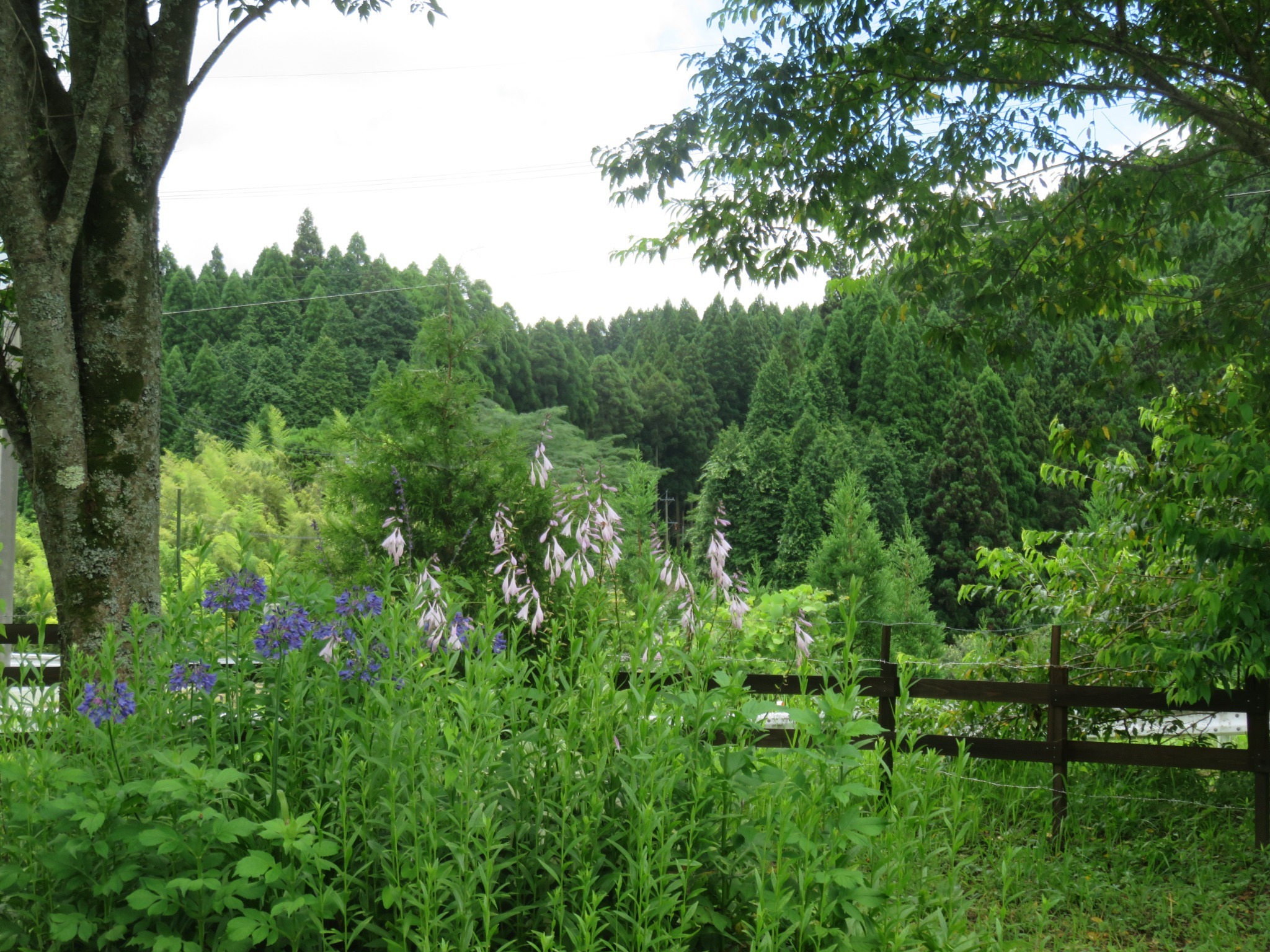 ワイルドキャット のnull