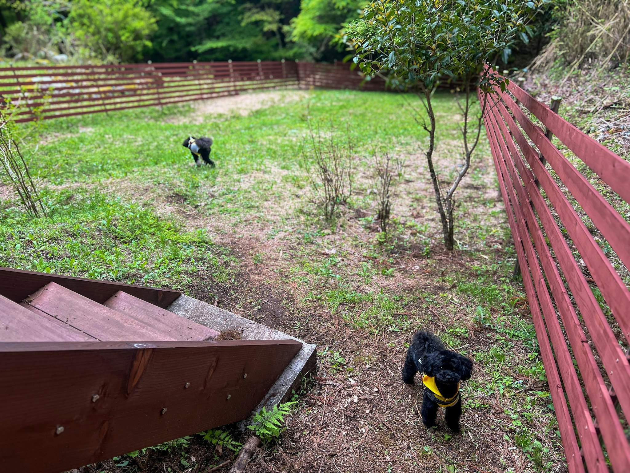 ワンちゃん可/バーベキュー/ 美しい自然/Doggy Cottage