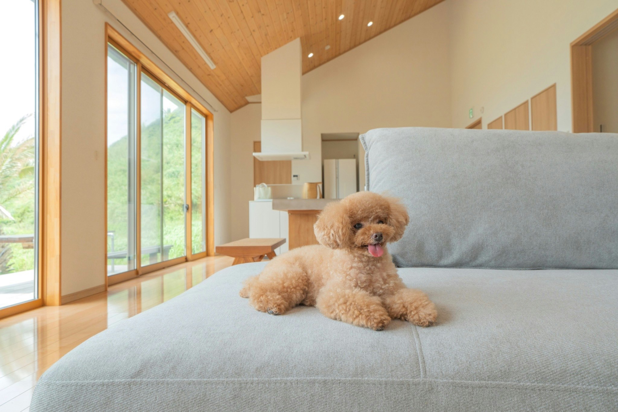 1日1組限定|布良ブルーに包まれる、愛犬と過ごす至福のリゾートヴィラ【館山 布良海岸】