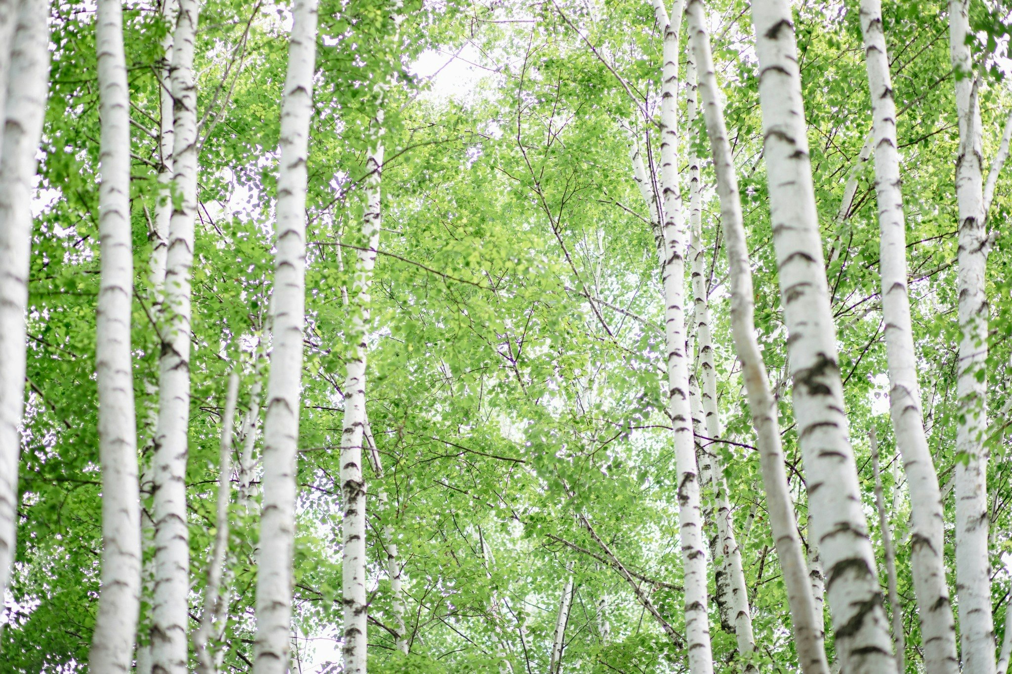 日本の伝統感じる空間|美瑛の自然に包まれた和の宿