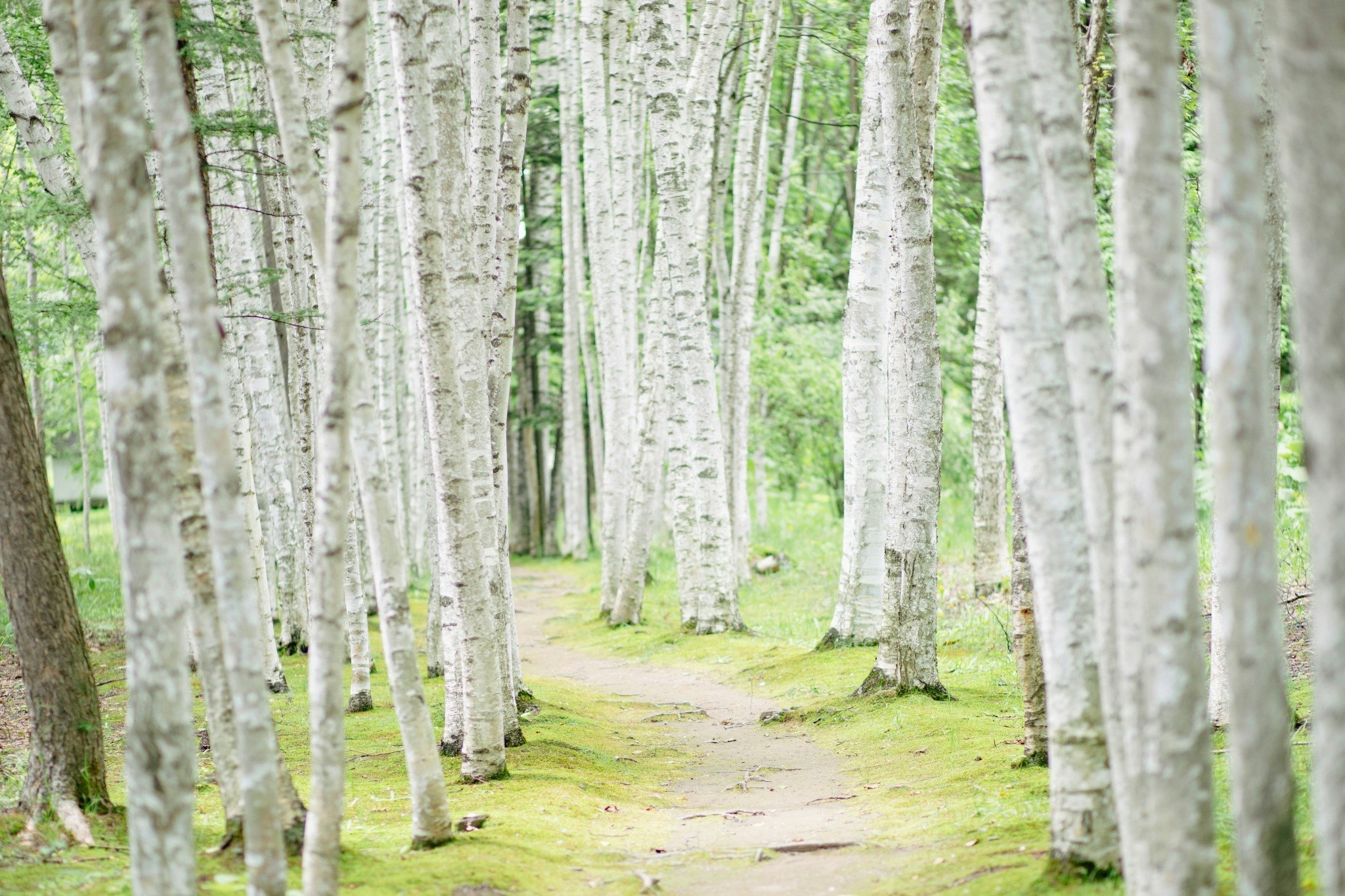 日本の伝統感じる空間|美瑛の自然に包まれた和の宿