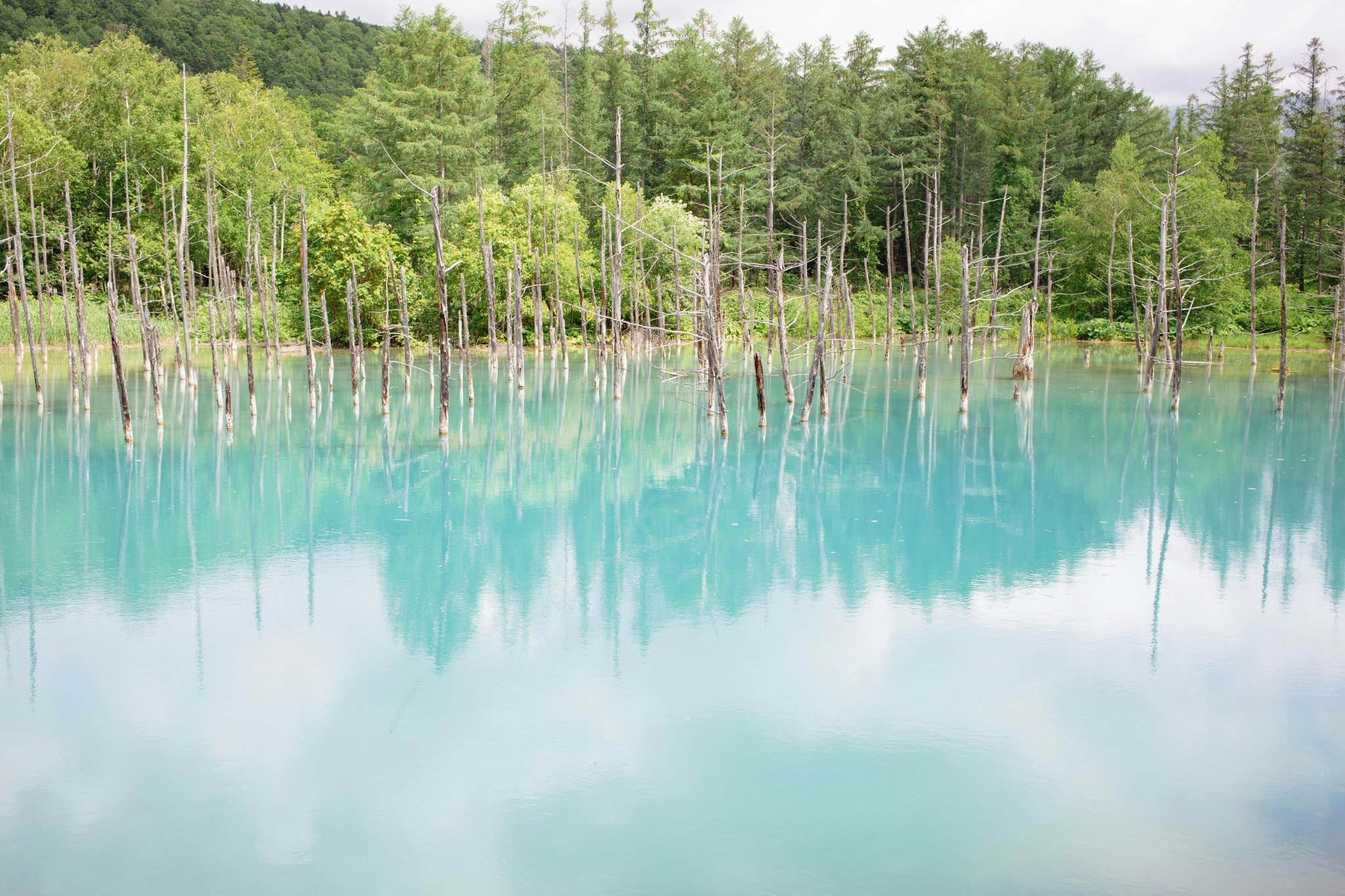 日本の伝統感じる空間|美瑛の自然に包まれた和の宿